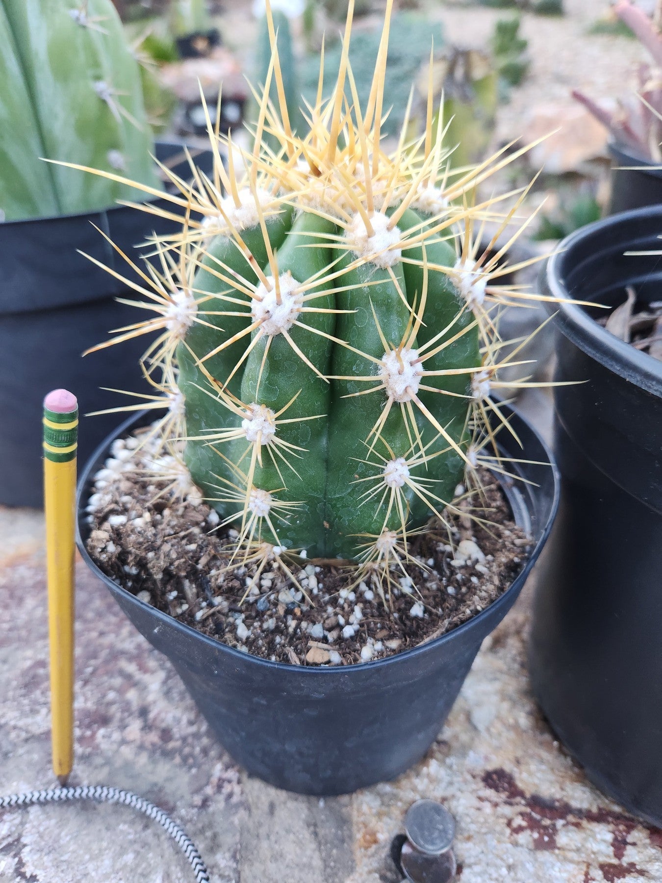 #EC215 EXACT Trichocereus Candicans Ornamental Cactus-Cactus - Large - Exact-The Succulent Source