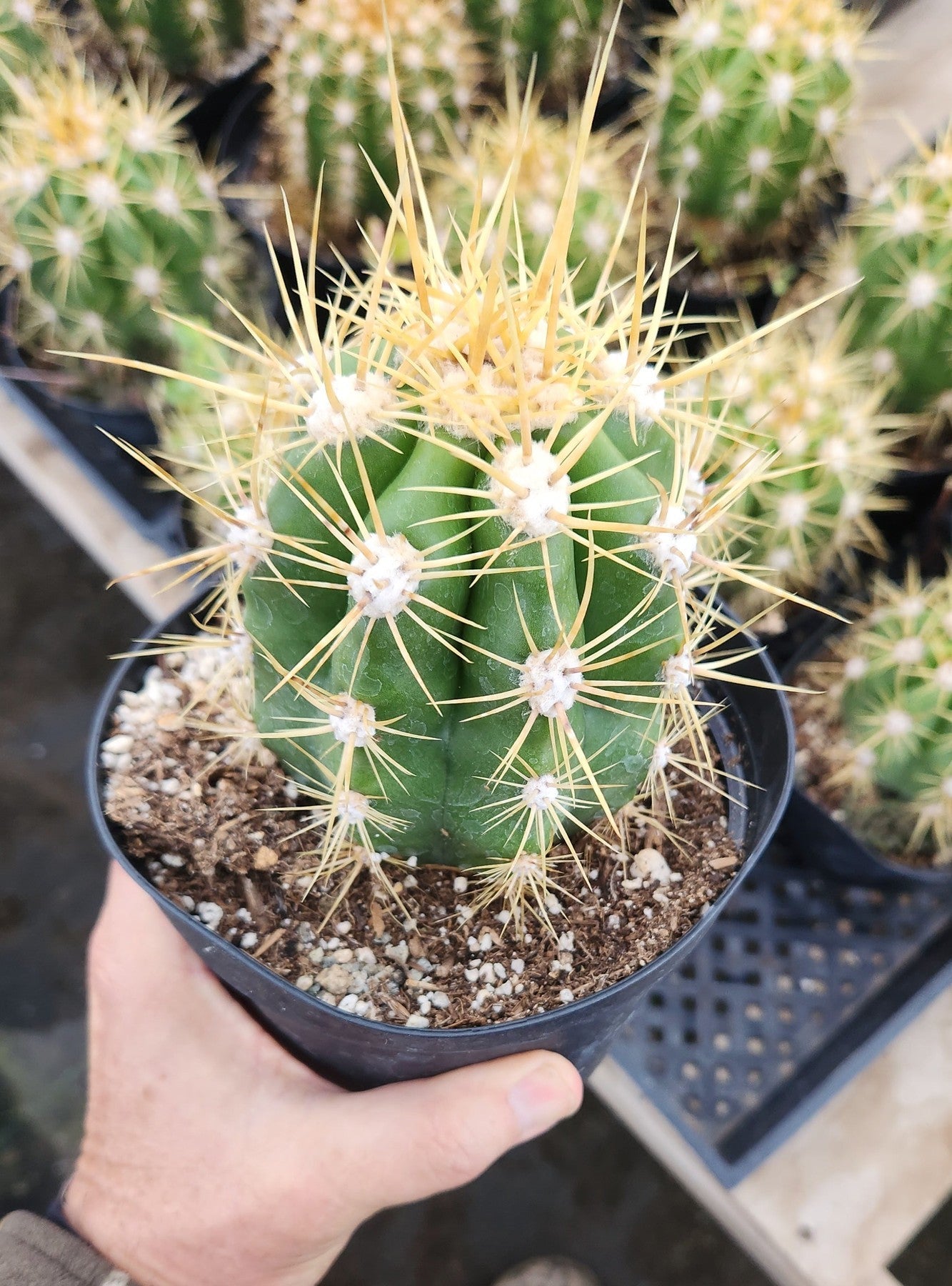 #EC215 EXACT Trichocereus Candicans Ornamental Cactus-Cactus - Large - Exact-The Succulent Source