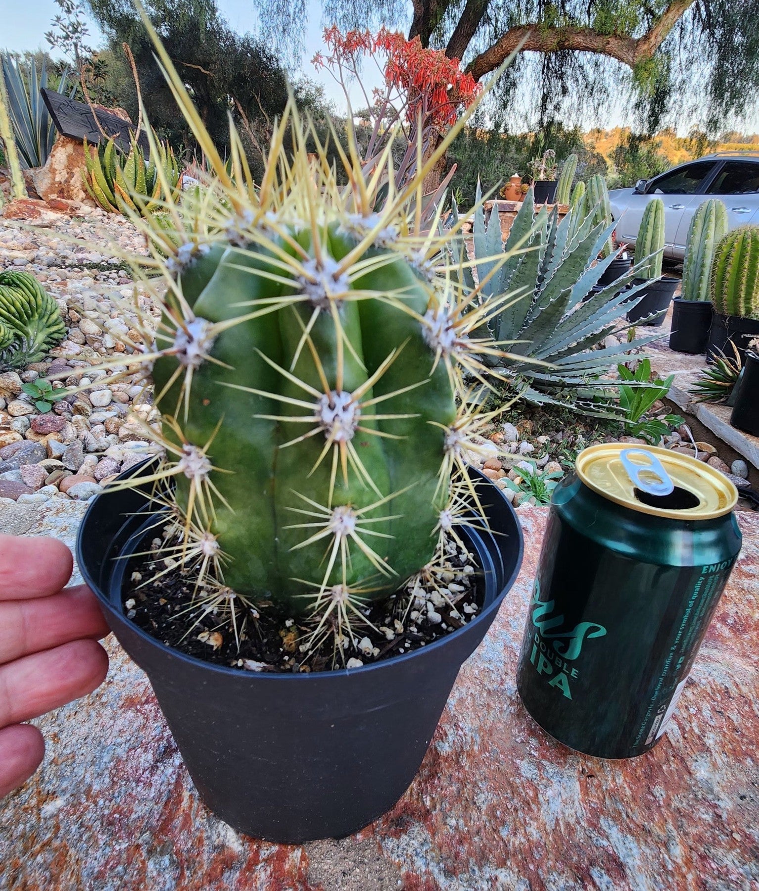 #EC215 EXACT Trichocereus Candicans Ornamental Cactus-Cactus - Large - Exact-The Succulent Source