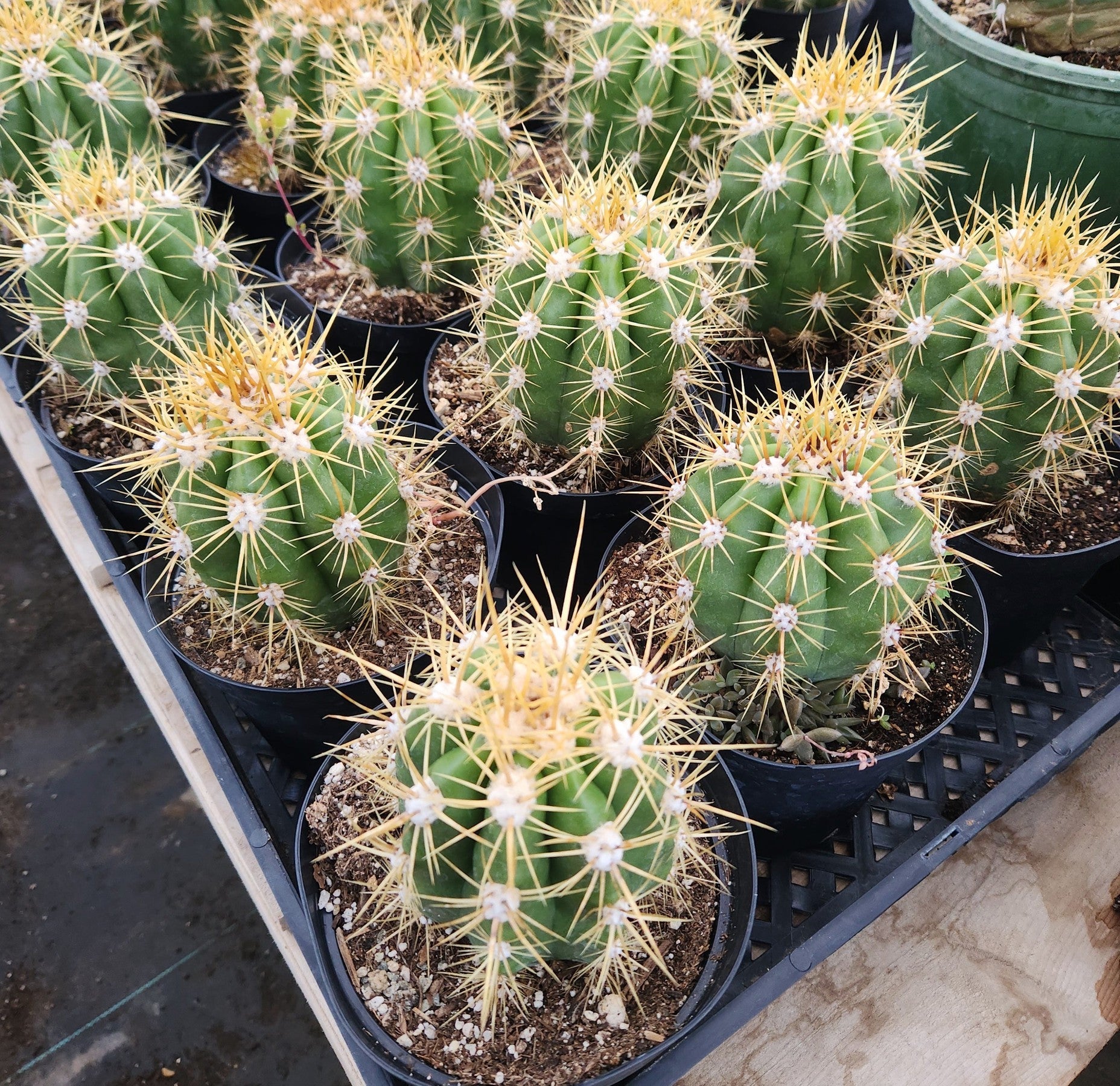 #EC215 EXACT Trichocereus Candicans Ornamental Cactus-Cactus - Large - Exact-The Succulent Source