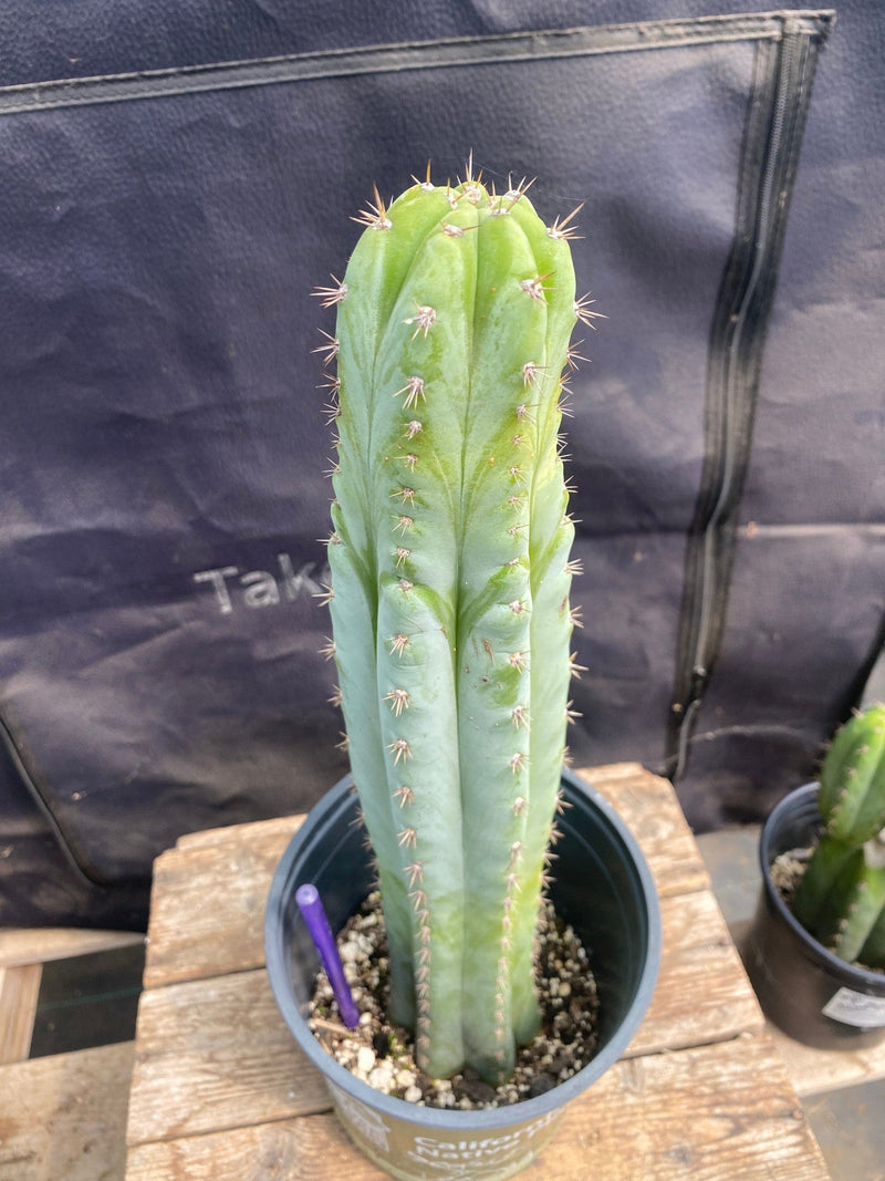 #EC216 EXACT Trichocereus Hybrid Colossus X Uyupampensis Ornamental Cactus 15”