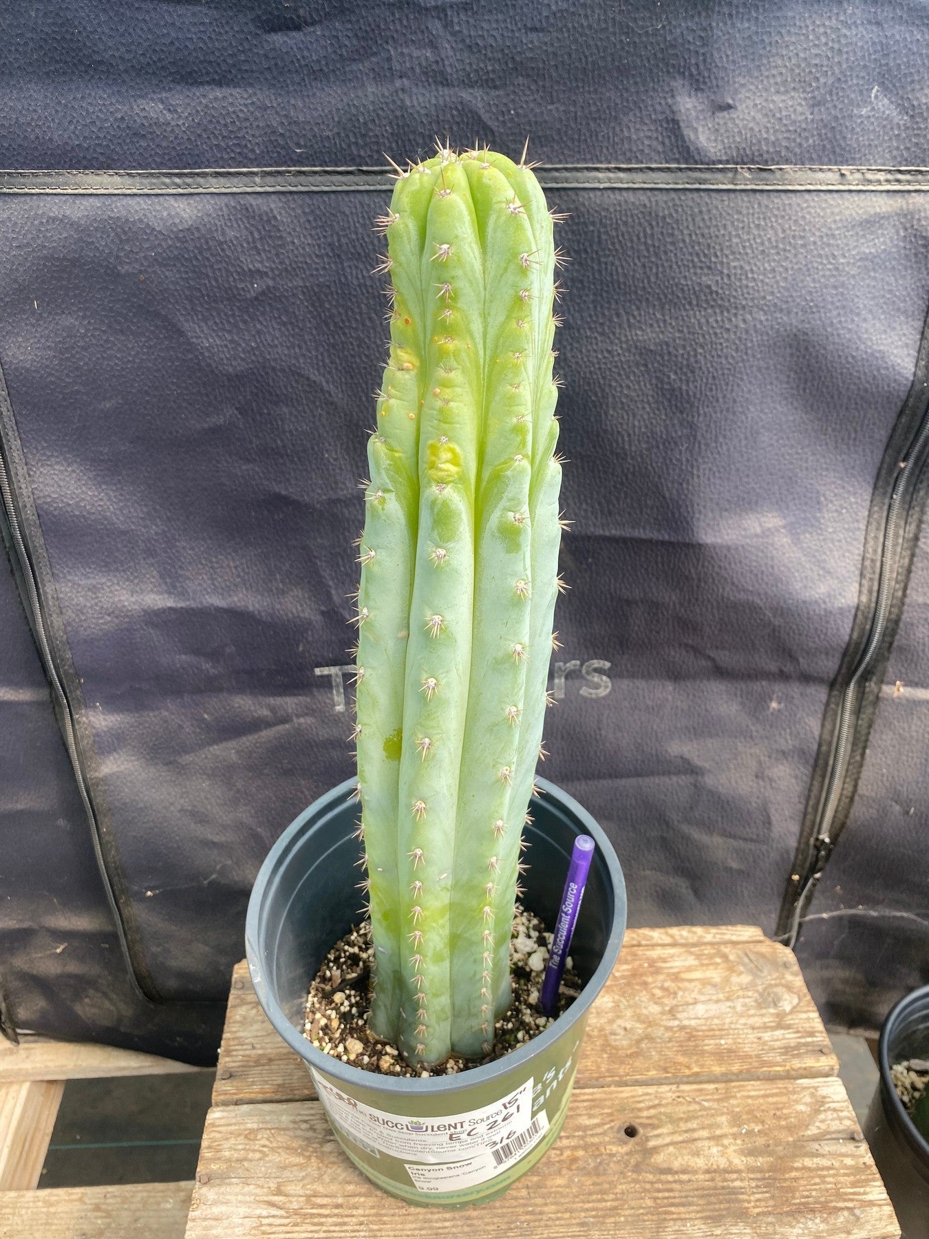 #EC216 EXACT Trichocereus Hybrid Colossus X Uyupampensis Ornamental Cactus 15”-Cactus - Large - Exact-The Succulent Source