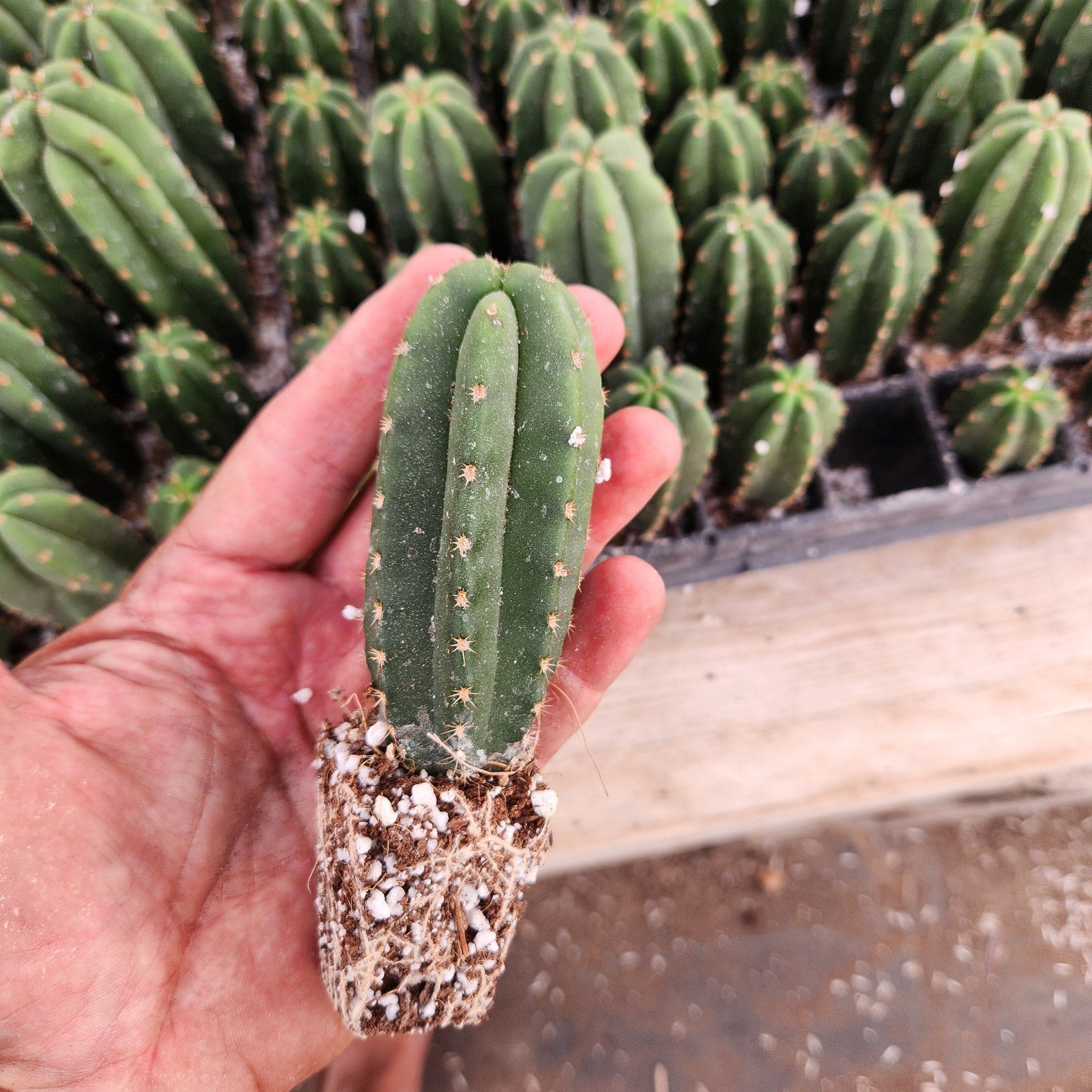 #EC216 EXACT Trichocereus Hybrid Scopulicola Kesey X Scop Ripple Cactus Seedling 3-4”-Cactus - Large - Exact-The Succulent Source