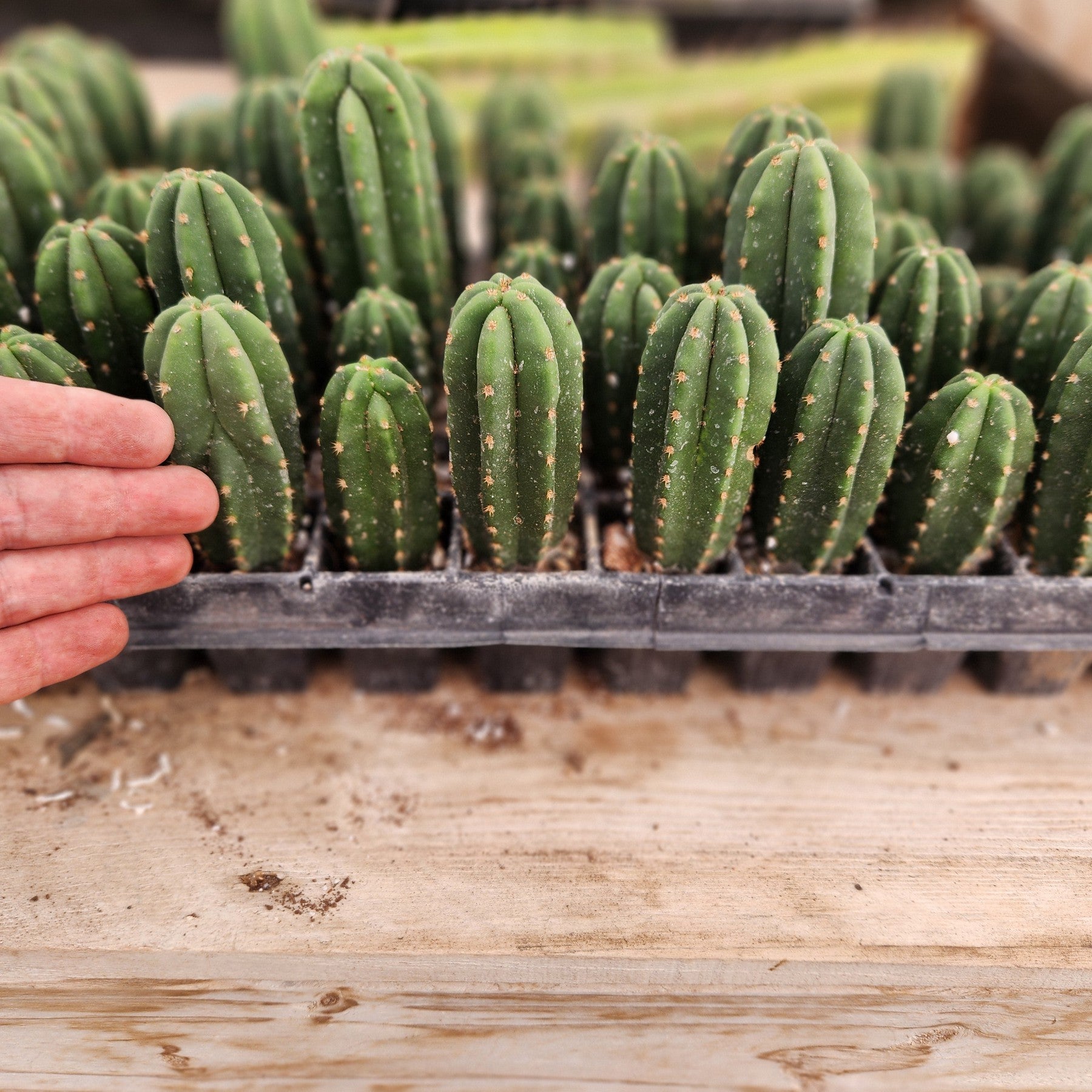 #EC216 EXACT Trichocereus Hybrid Scopulicola Kesey X Scop Ripple Cactus Seedling 3-4”-Cactus - Large - Exact-The Succulent Source