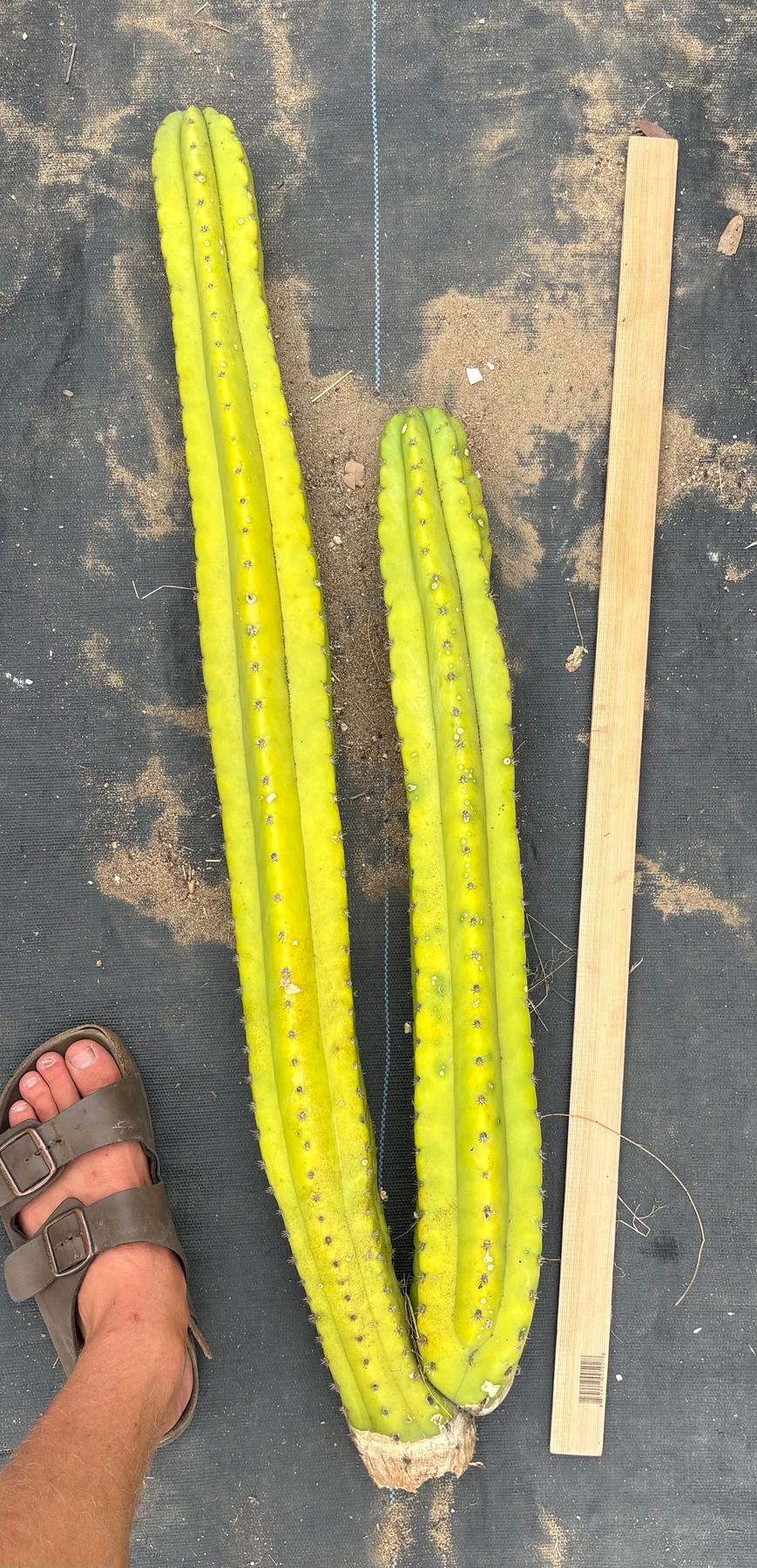 #EC216 Exact Trichocereus Hybrid Yvonne’s Blue Pachanoi x Scop 35” Cutting-Cactus - Large - Exact-The Succulent Source