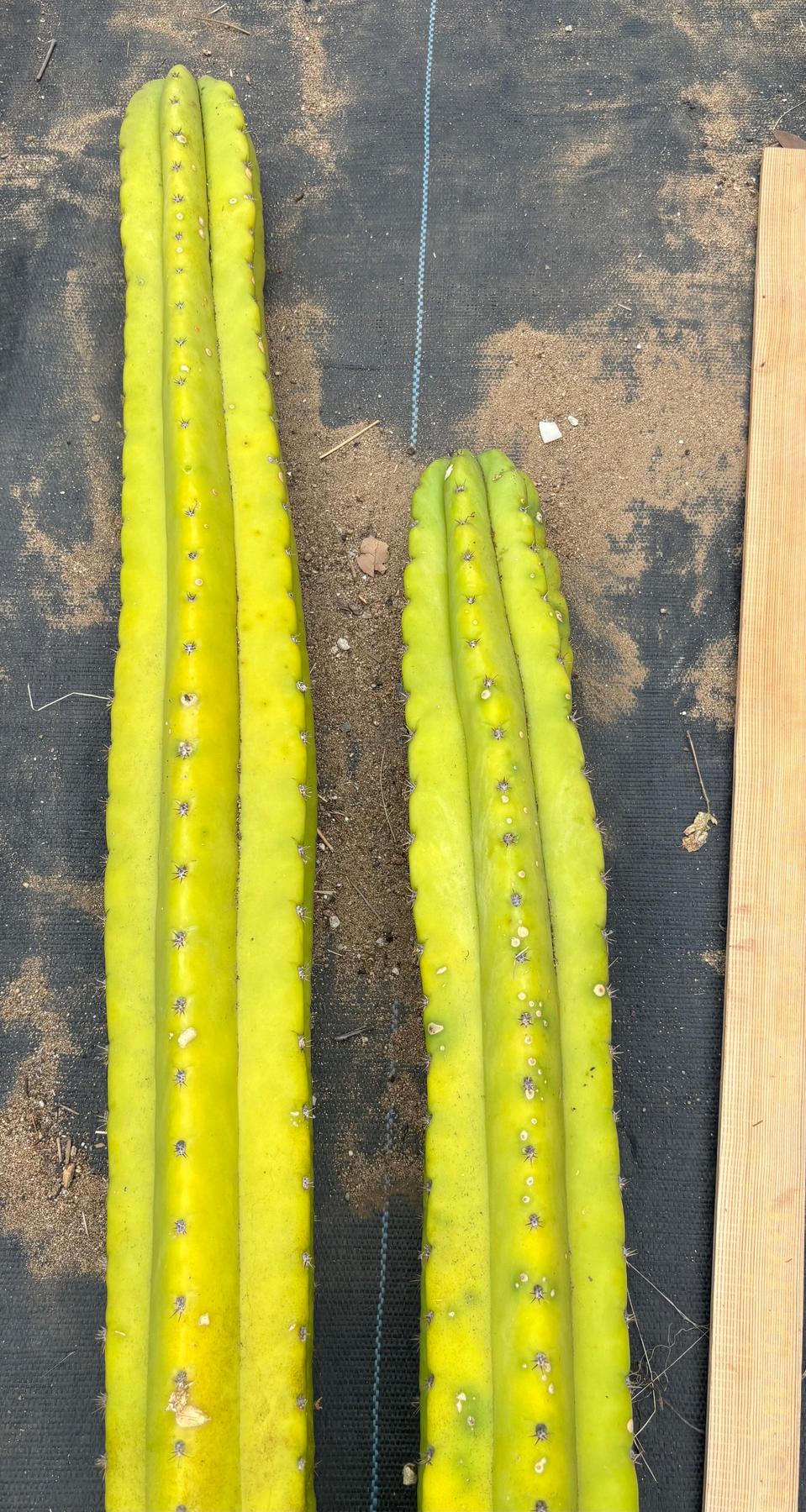 #EC216 Exact Trichocereus Hybrid Yvonne’s Blue Pachanoi x Scop 35” Cutting-Cactus - Large - Exact-The Succulent Source