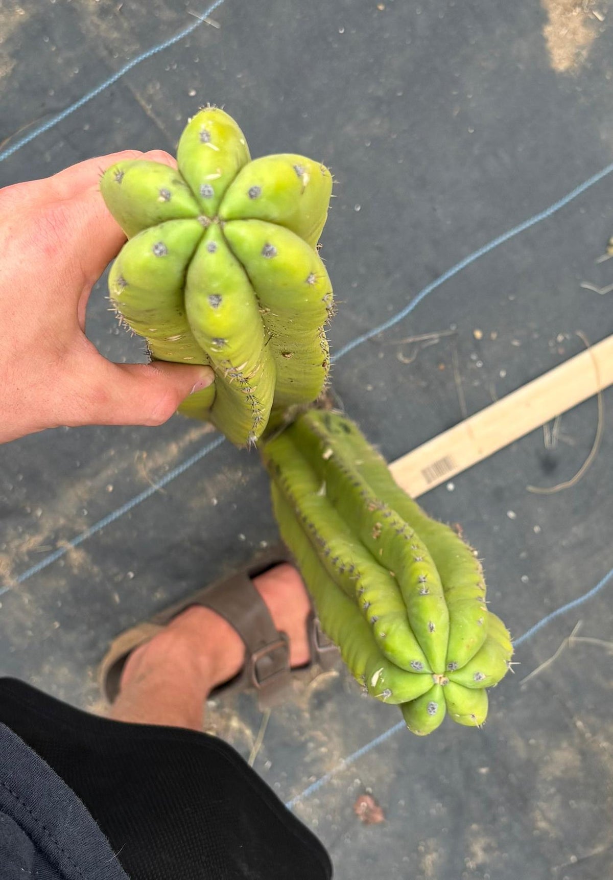 #EC216 Exact Trichocereus Hybrid Yvonne’s Blue Pachanoi x Scop 35” Cutting-Cactus - Large - Exact-The Succulent Source