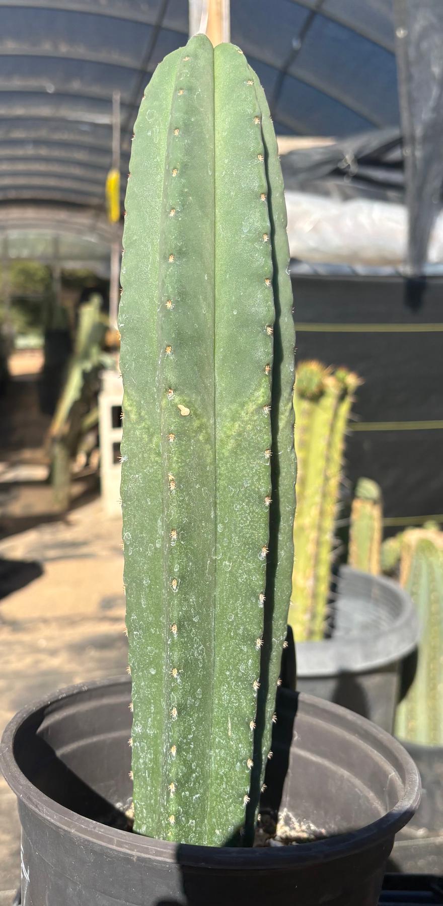 #EC216 Exact Trichocereus Hybrid Scop Ripple X Scop Kesey Cactus 13.5”-Cactus - Large - Exact-The Succulent Source