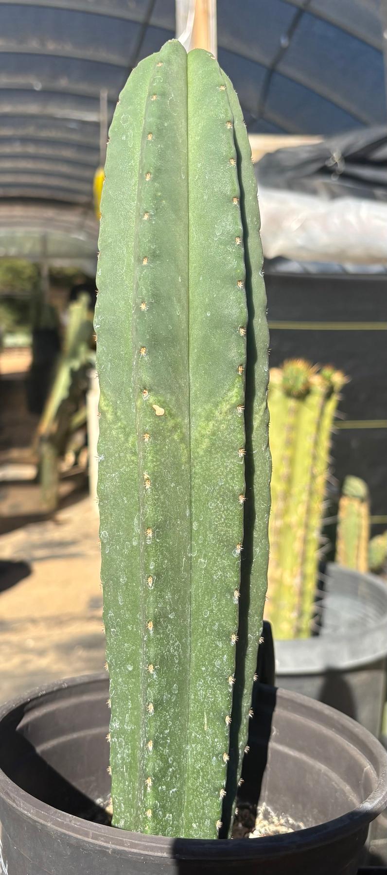 #EC216 Exact Trichocereus Hybrid Scop Ripple X Scop Kesey Cactus 13.5”-Cactus - Large - Exact-The Succulent Source