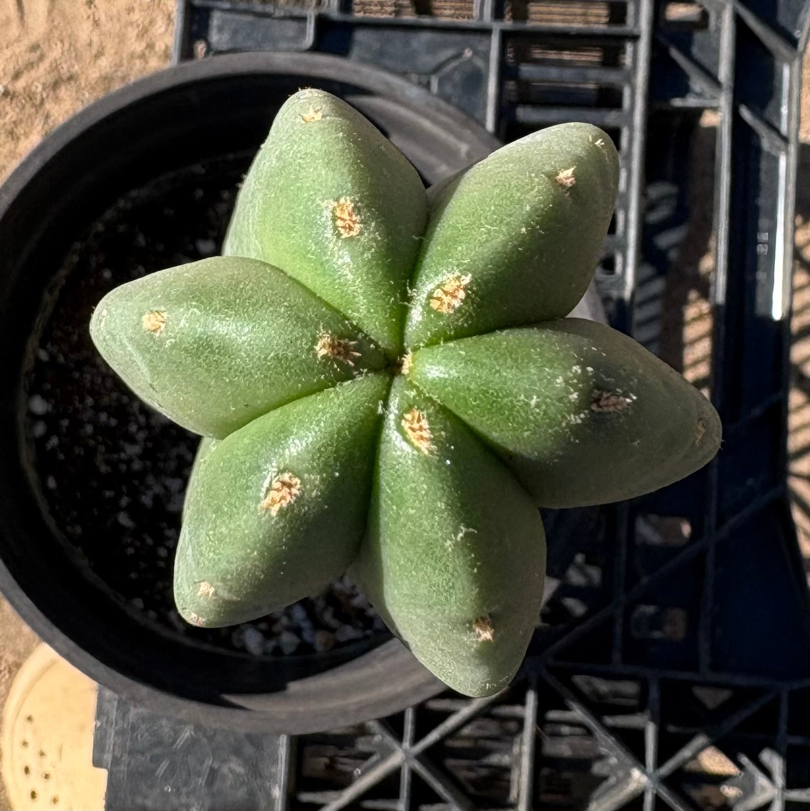 #EC216 Exact Trichocereus Hybrid Scop Ripple X Scop Kesey Cactus 13.5”-Cactus - Large - Exact-The Succulent Source