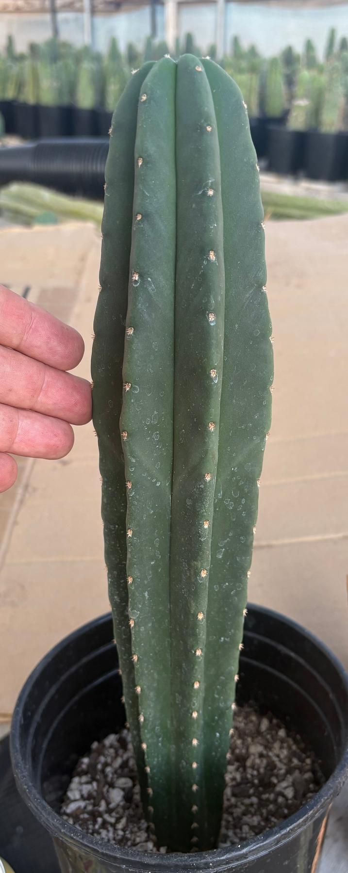 #EC216 Exact Trichocereus Hybrid Scop Ripple X Scop Kesey Cactus 14”-Cactus - Large - Exact-The Succulent Source