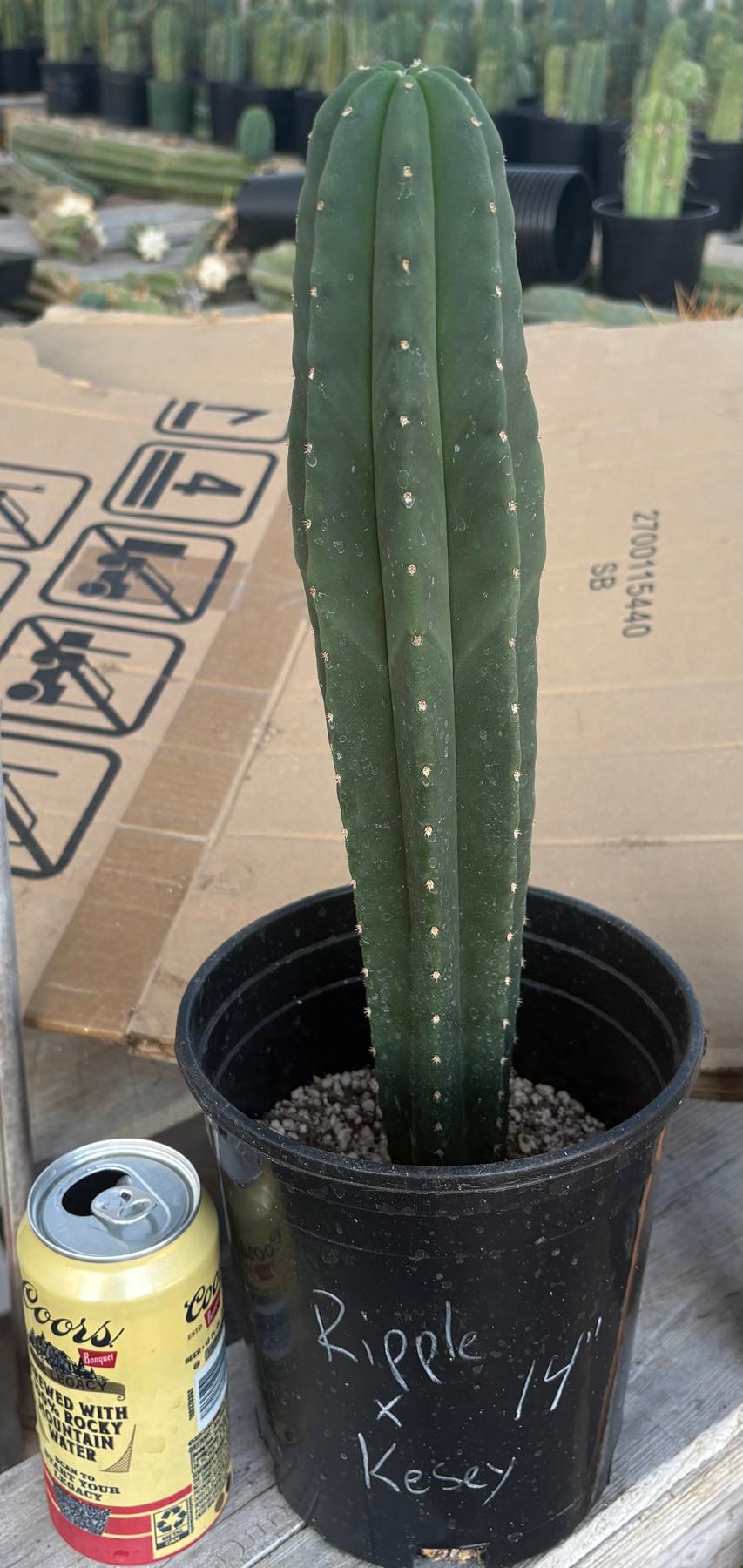 #EC216 Exact Trichocereus Hybrid Scop Ripple X Scop Kesey Cactus 14”-Cactus - Large - Exact-The Succulent Source