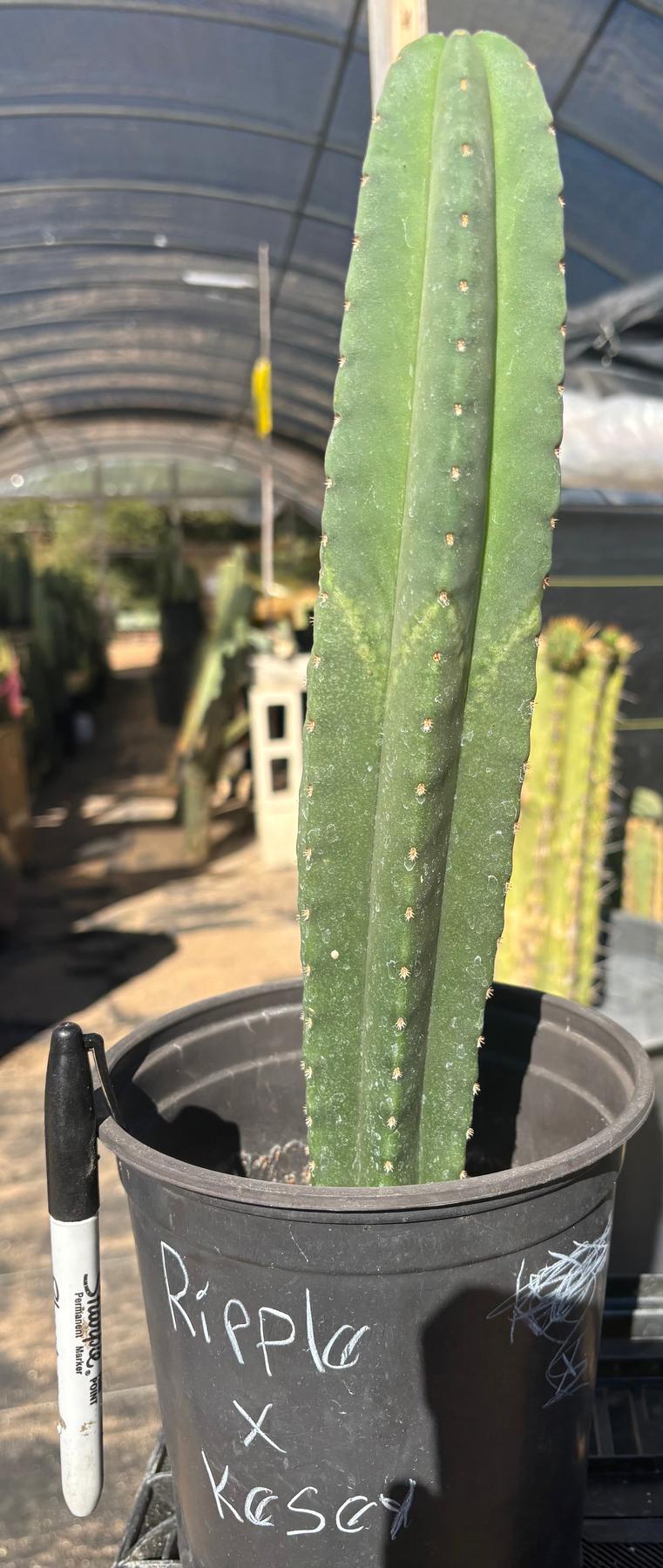#EC216 Exact Trichocereus Hybrid Scop Ripple X Scop Kesey Cactus 13.5”-Cactus - Large - Exact-The Succulent Source