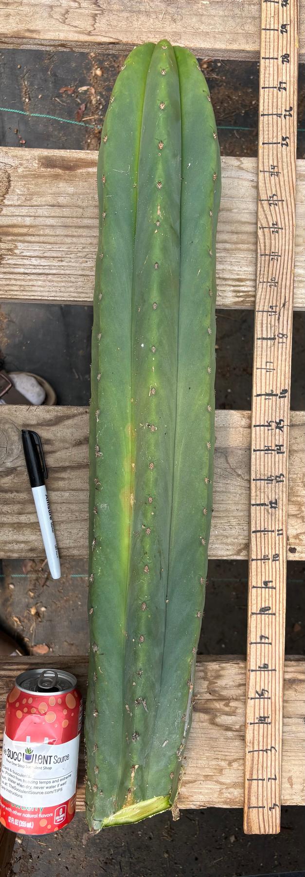#EC216 Exact Trichocereus Hybrid Sharxx X Zed Scop 25” Cutting-Cactus - Large - Exact-The Succulent Source