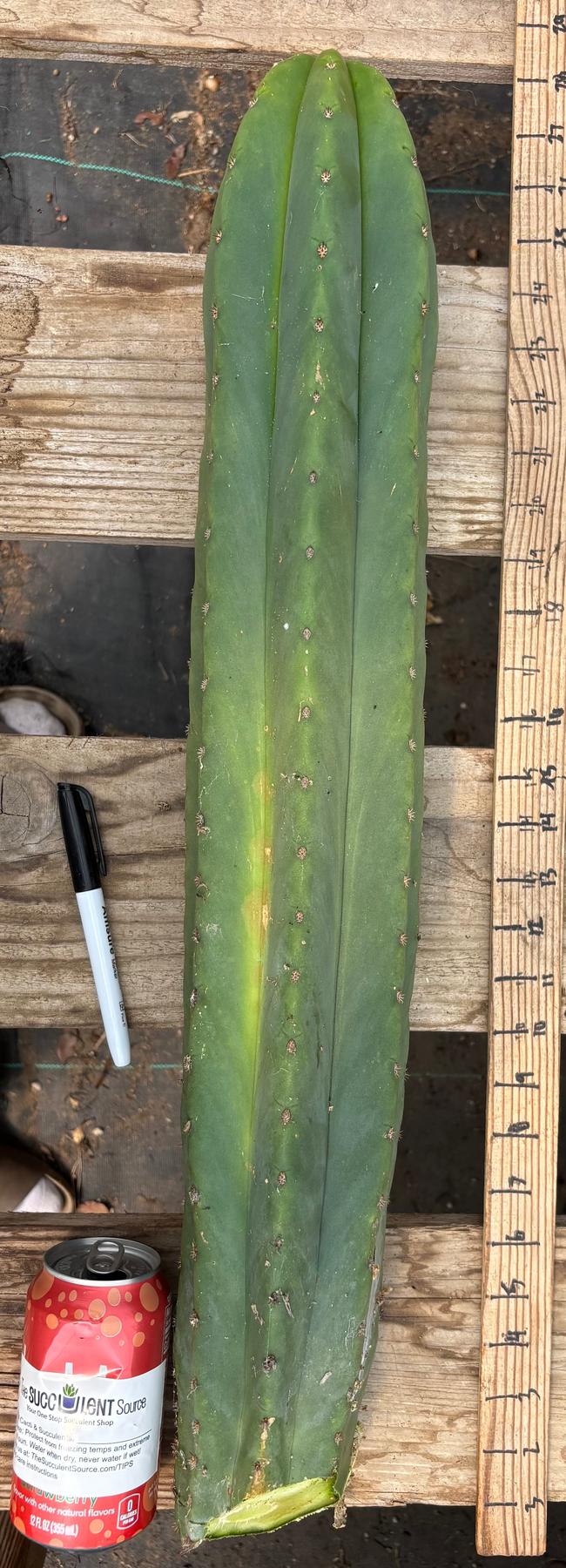 #EC216 Exact Trichocereus Hybrid Sharxx X Zed Scop 25” Cutting-Cactus - Large - Exact-The Succulent Source