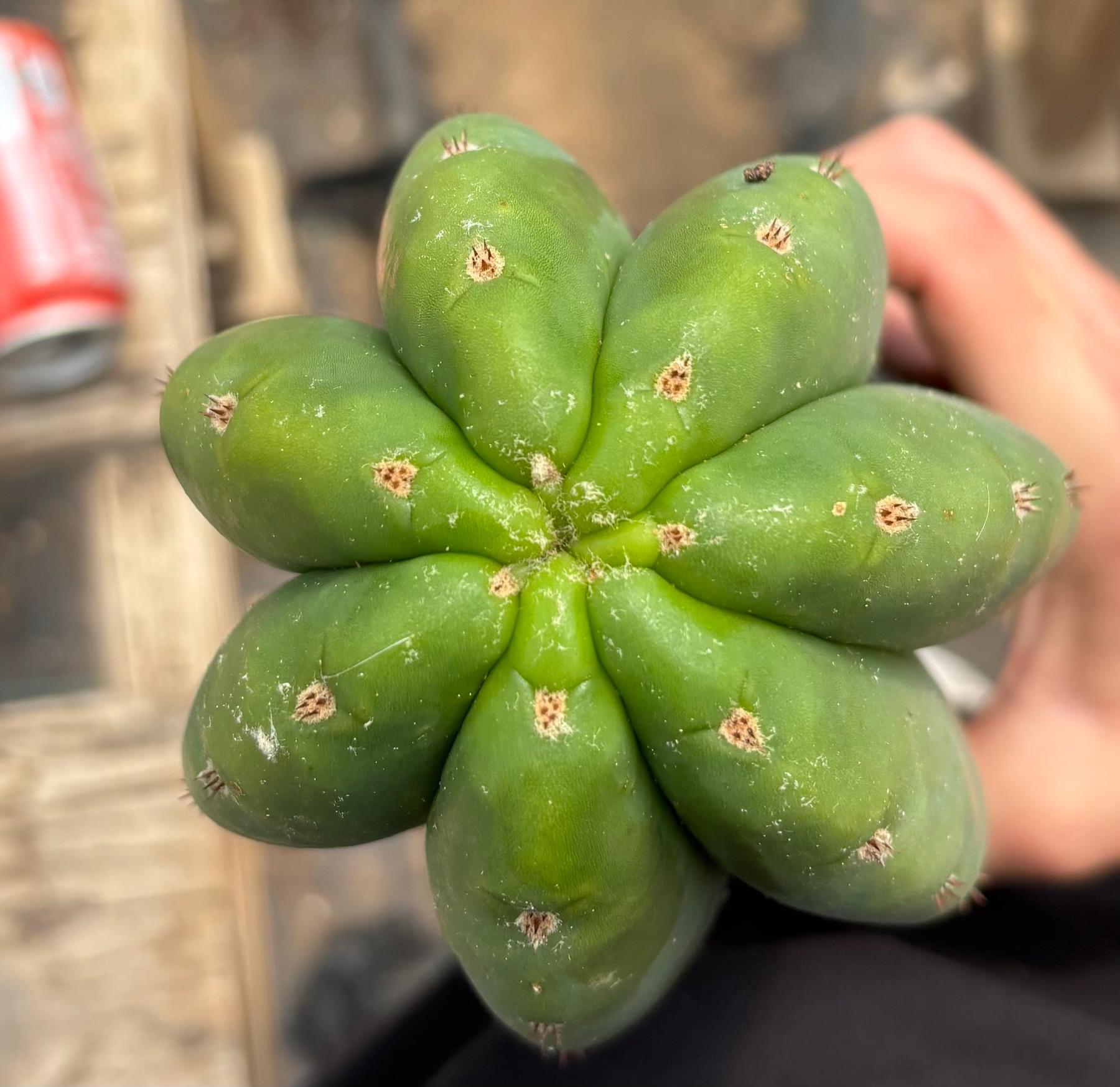 #EC216 Exact Trichocereus Hybrid Sharxx X Zed Scop 25” Cutting-Cactus - Large - Exact-The Succulent Source