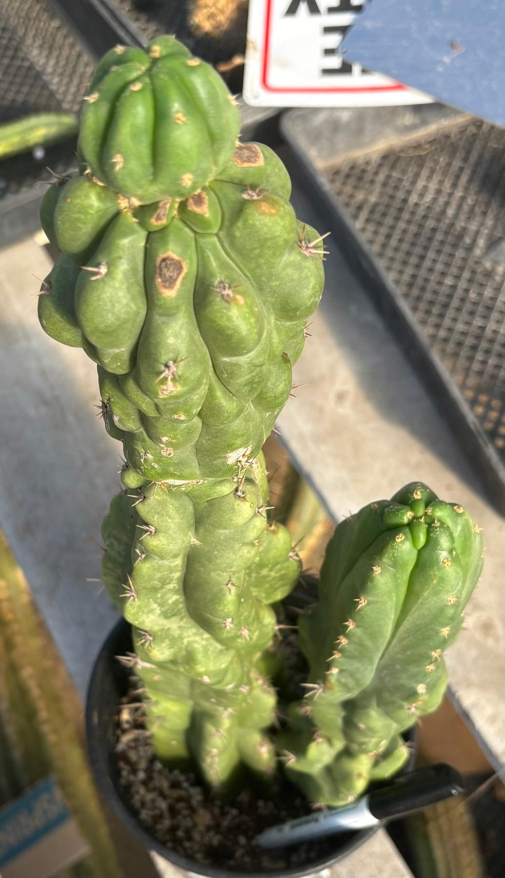 #EC217 EXACT Trichocereus Pachanoi Monstrose TPM Ornamental Cactus 16”-Cactus - Large - Exact-The Succulent Source