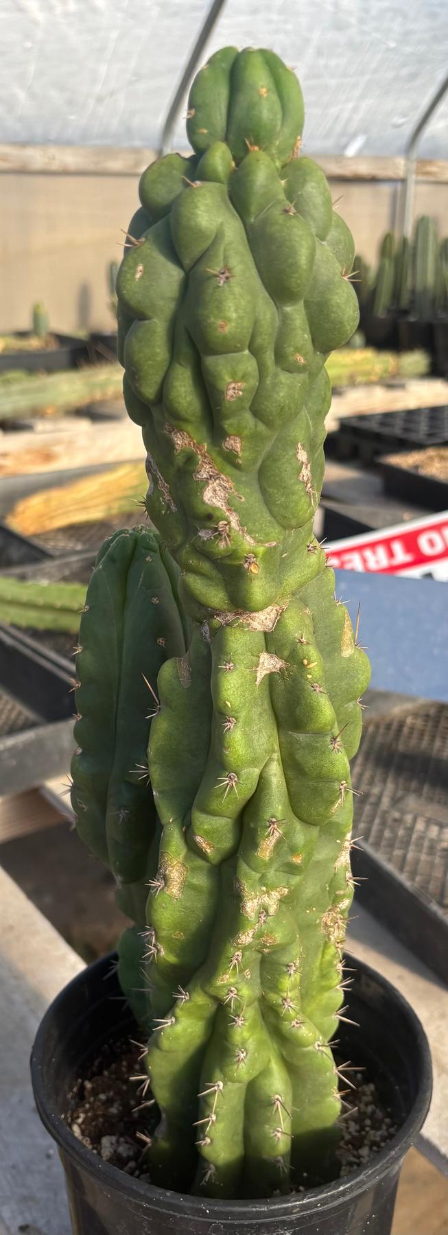 #EC217 EXACT Trichocereus Pachanoi Monstrose TPM Ornamental Cactus 16”-Cactus - Large - Exact-The Succulent Source