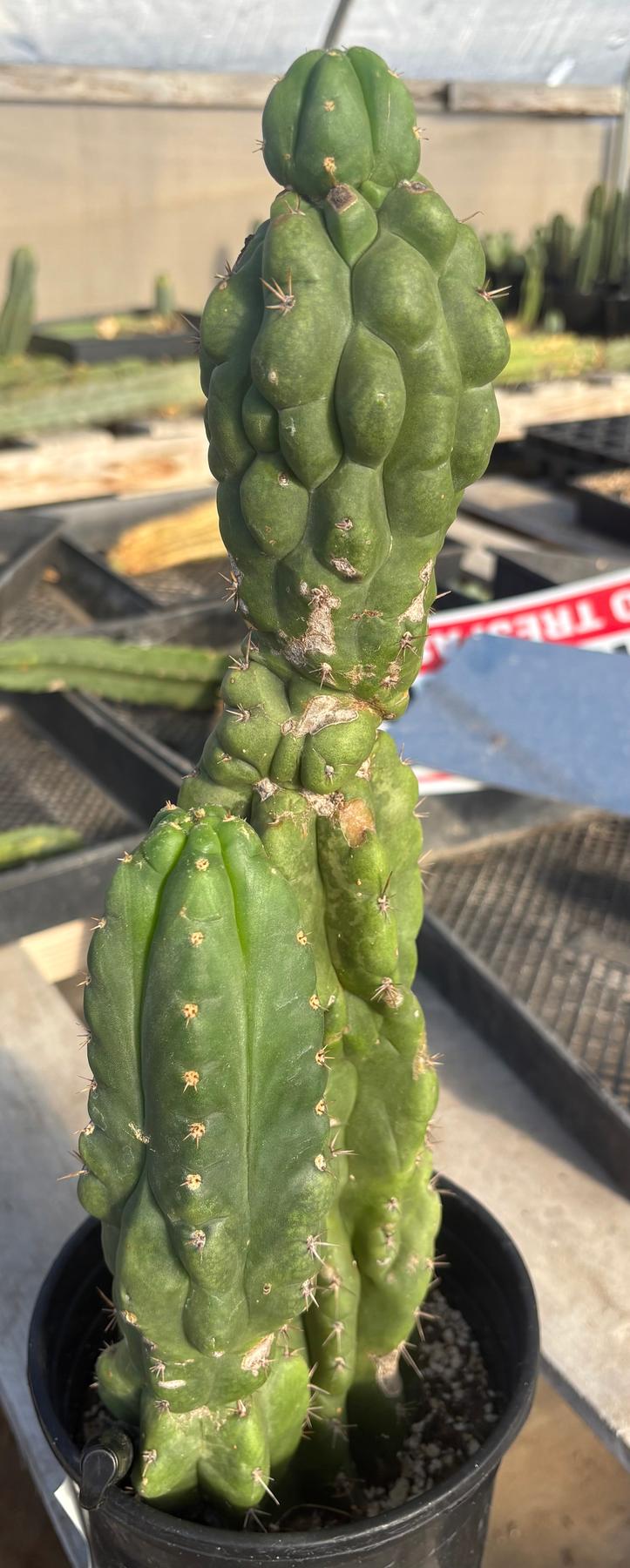 #EC217 EXACT Trichocereus Pachanoi Monstrose TPM Ornamental Cactus 16”-Cactus - Large - Exact-The Succulent Source