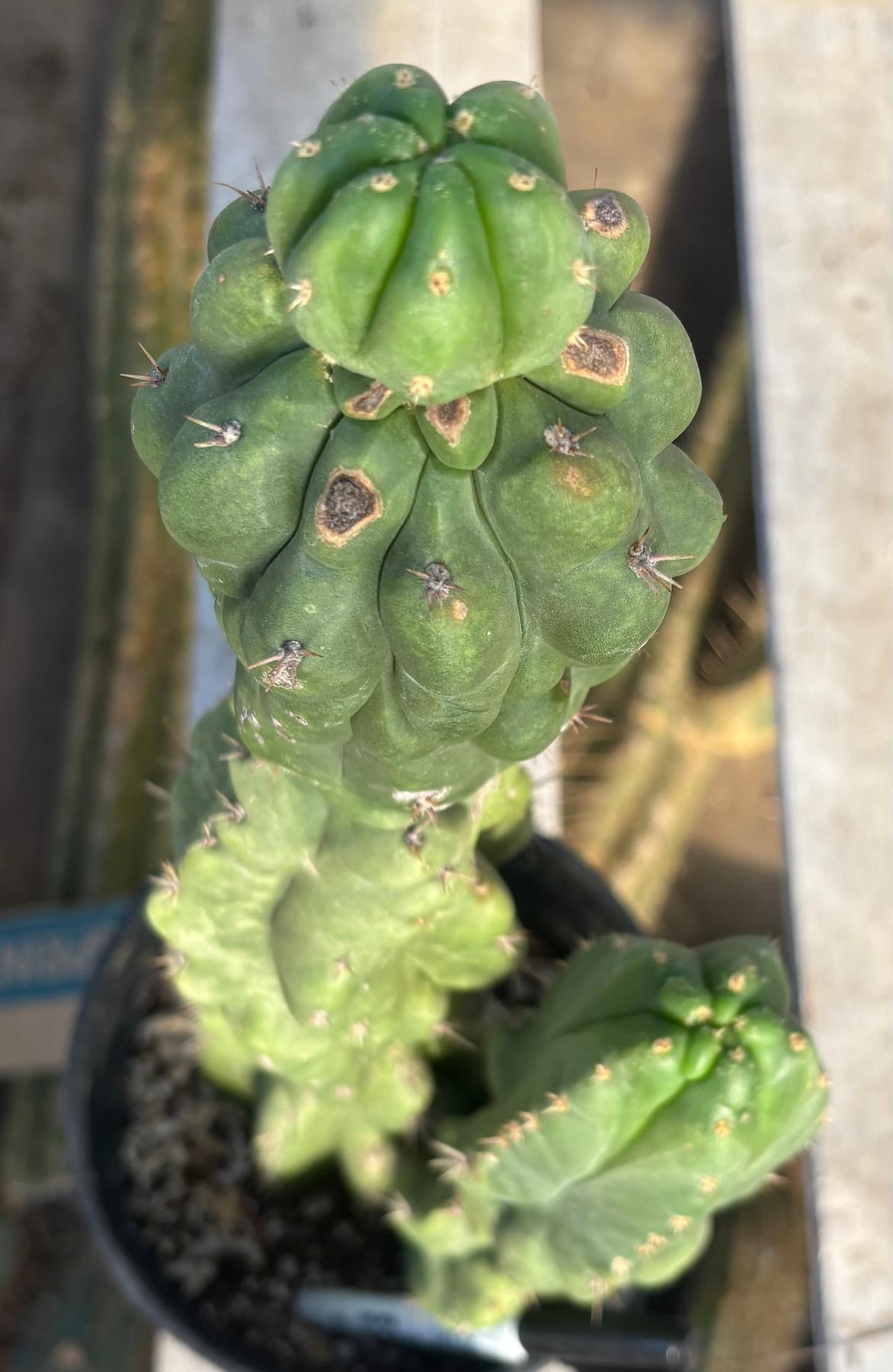 #EC217 EXACT Trichocereus Pachanoi Monstrose TPM Ornamental Cactus 16”-Cactus - Large - Exact-The Succulent Source