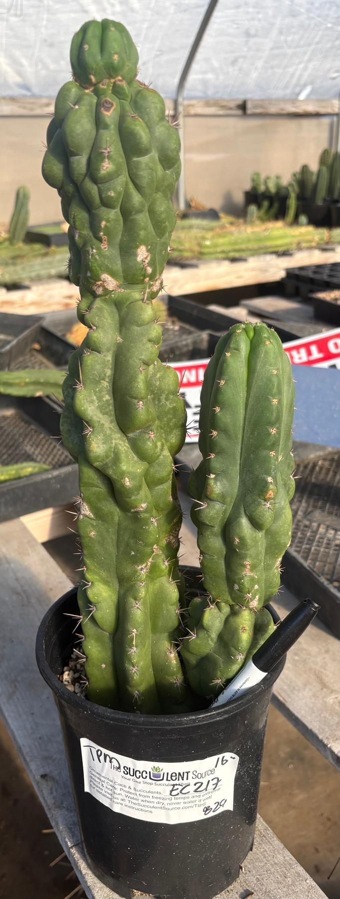 #EC217 EXACT Trichocereus Pachanoi Monstrose TPM Ornamental Cactus 16”-Cactus - Large - Exact-The Succulent Source