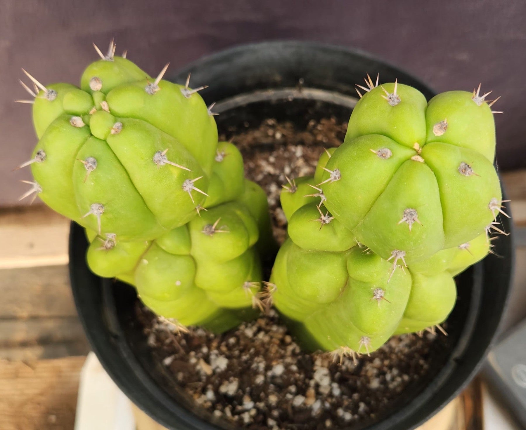 #EC217 EXACT Trichocereus Pachanoi Monstrose TPM Ornamental Cactus 9.5, 9"-Cactus - Large - Exact-The Succulent Source