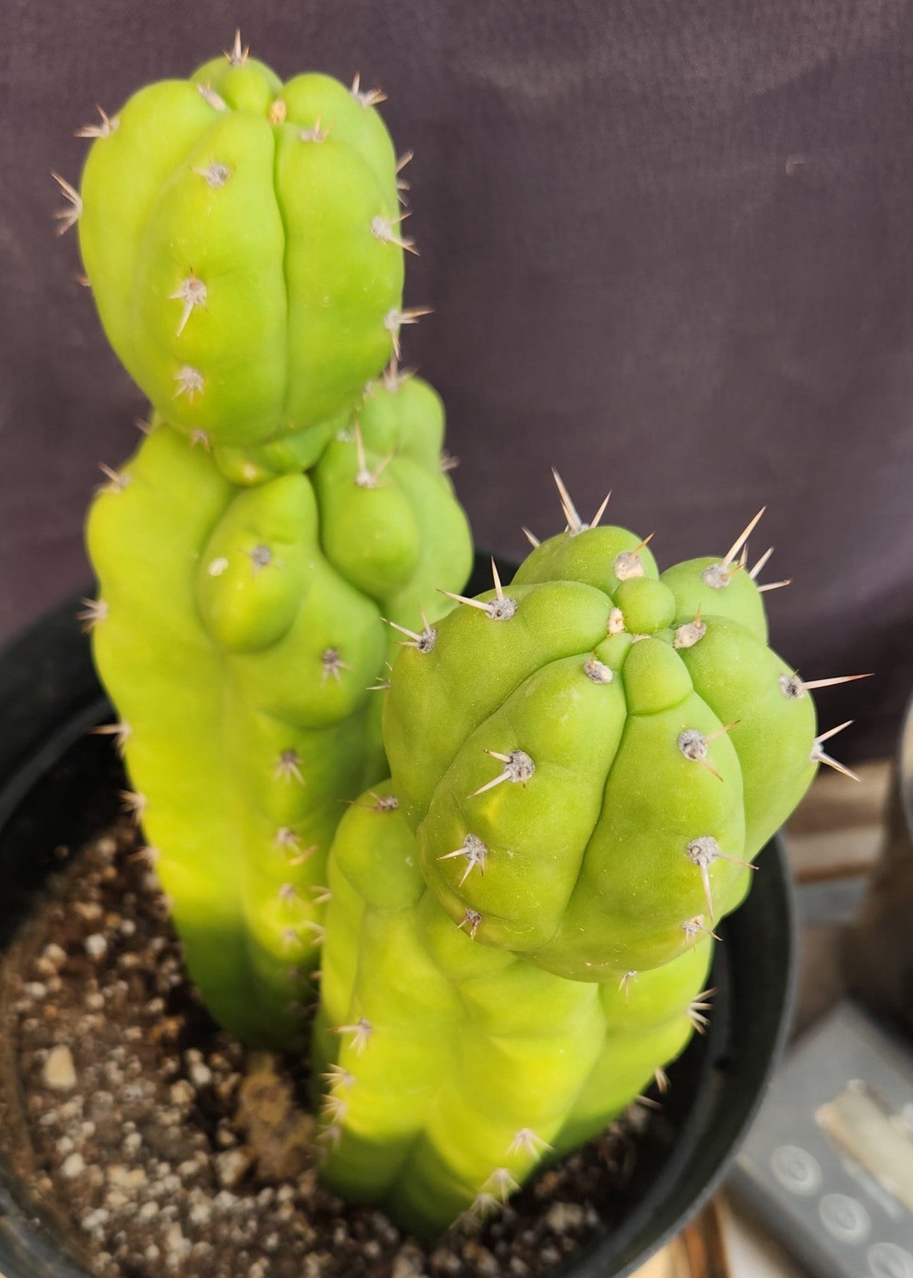 #EC217 EXACT Trichocereus Pachanoi Monstrose TPM Ornamental Cactus 9.5, 9"-Cactus - Large - Exact-The Succulent Source