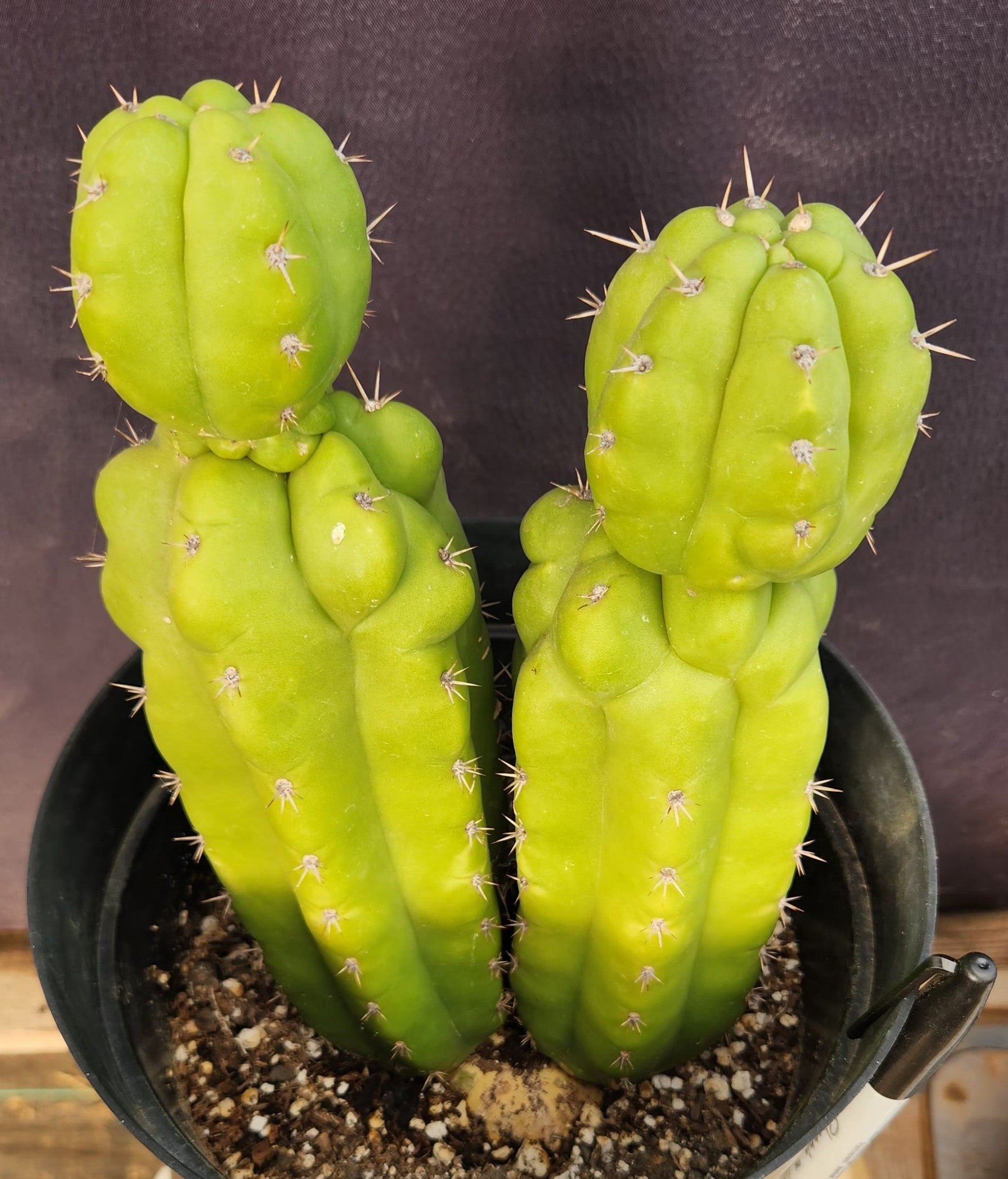 #EC217 EXACT Trichocereus Pachanoi Monstrose TPM Ornamental Cactus 9.5, 9"-Cactus - Large - Exact-The Succulent Source