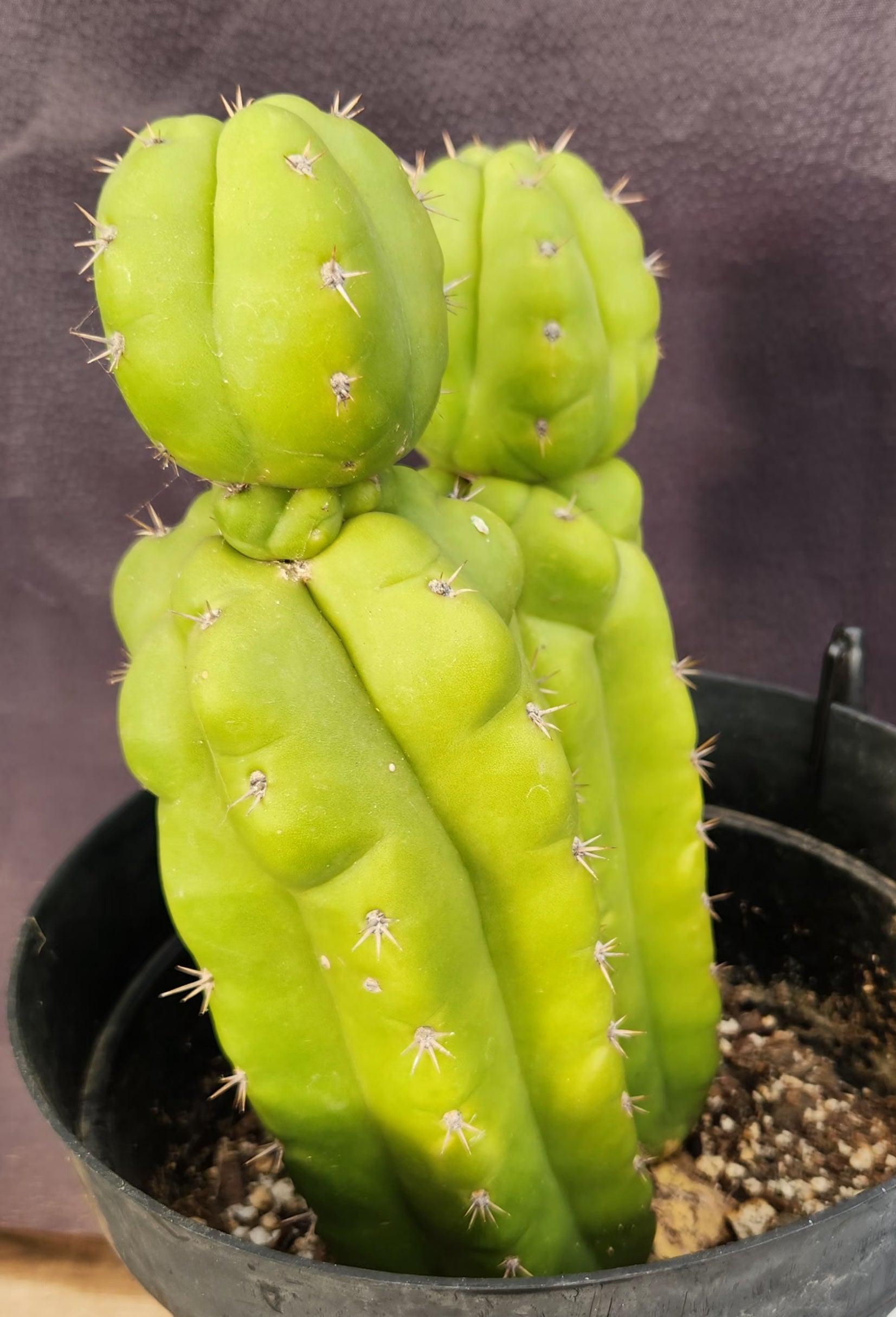 #EC217 EXACT Trichocereus Pachanoi Monstrose TPM Ornamental Cactus 9.5, 9"-Cactus - Large - Exact-The Succulent Source