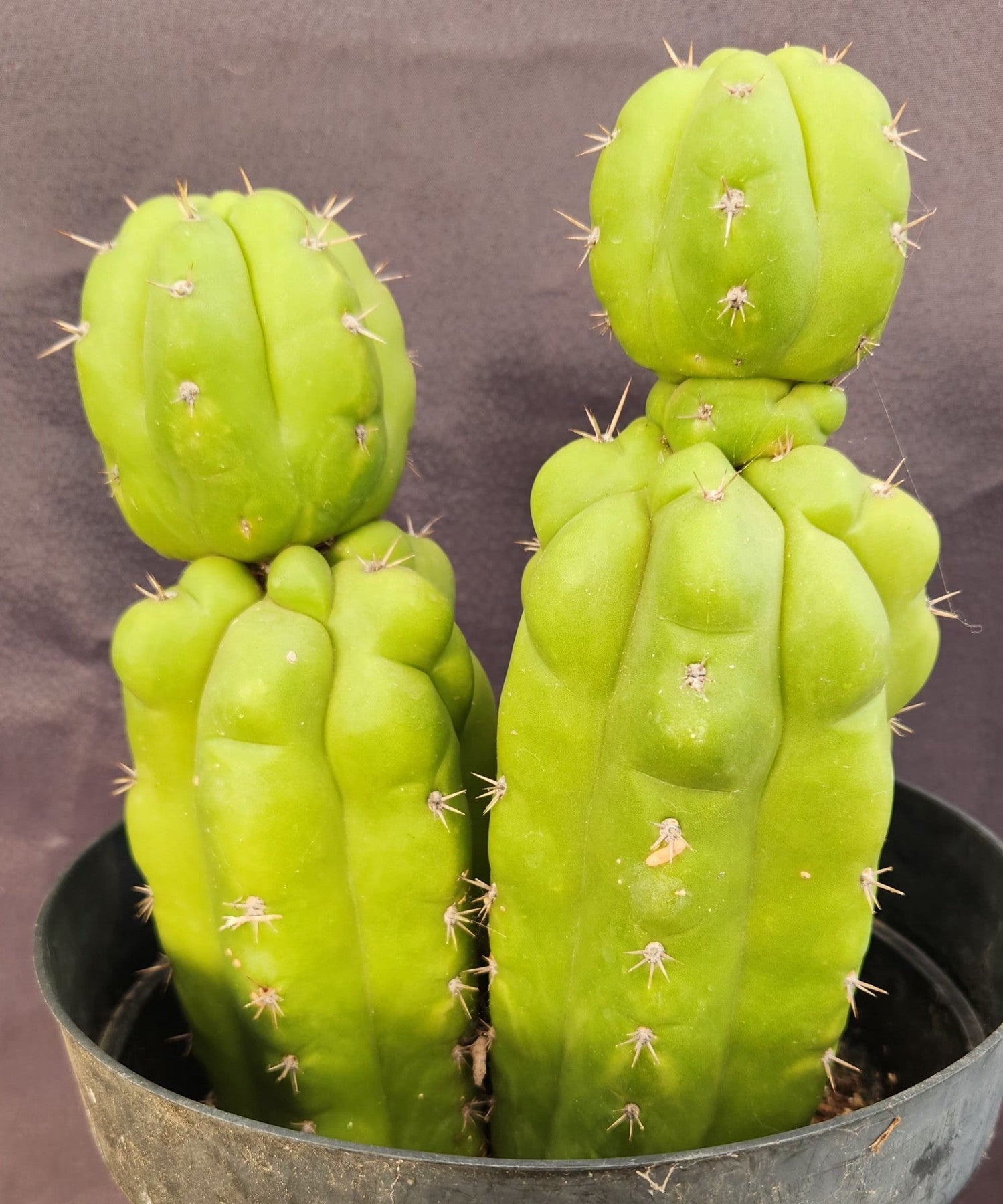 #EC217 EXACT Trichocereus Pachanoi Monstrose TPM Ornamental Cactus 9.5, 9"-Cactus - Large - Exact-The Succulent Source