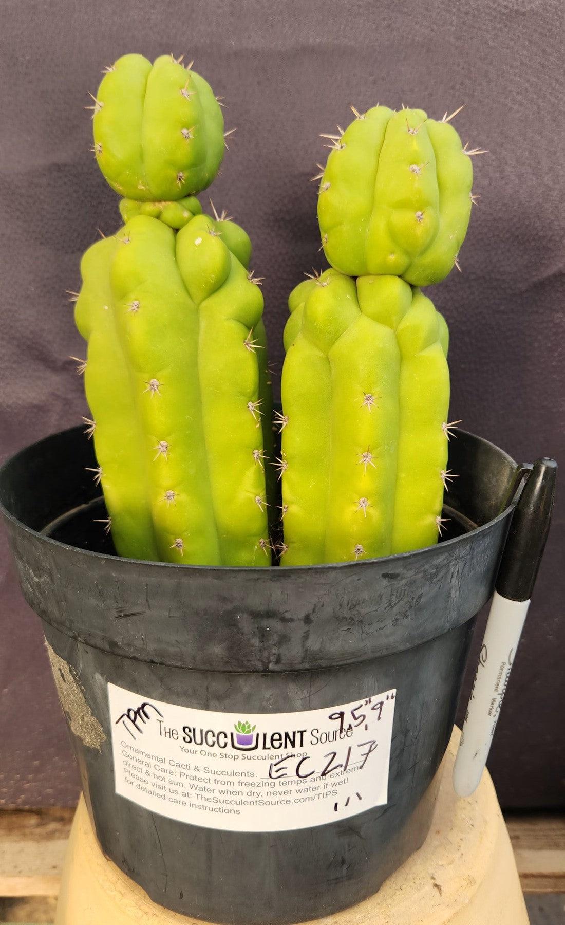 #EC217 EXACT Trichocereus Pachanoi Monstrose TPM Ornamental Cactus 9.5, 9"-Cactus - Large - Exact-The Succulent Source