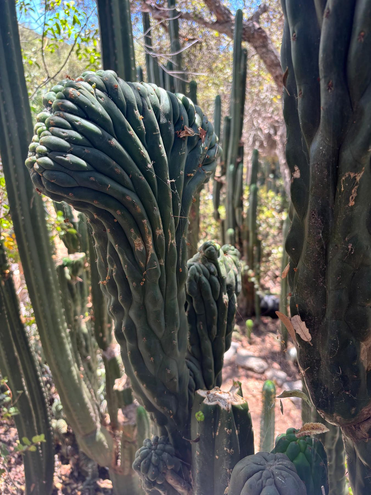 #EC217 Exact GIANT Trichocereus Pachanoi Crested San Pedro Cactus 34” Cutting-Cactus - Big-The Succulent Source