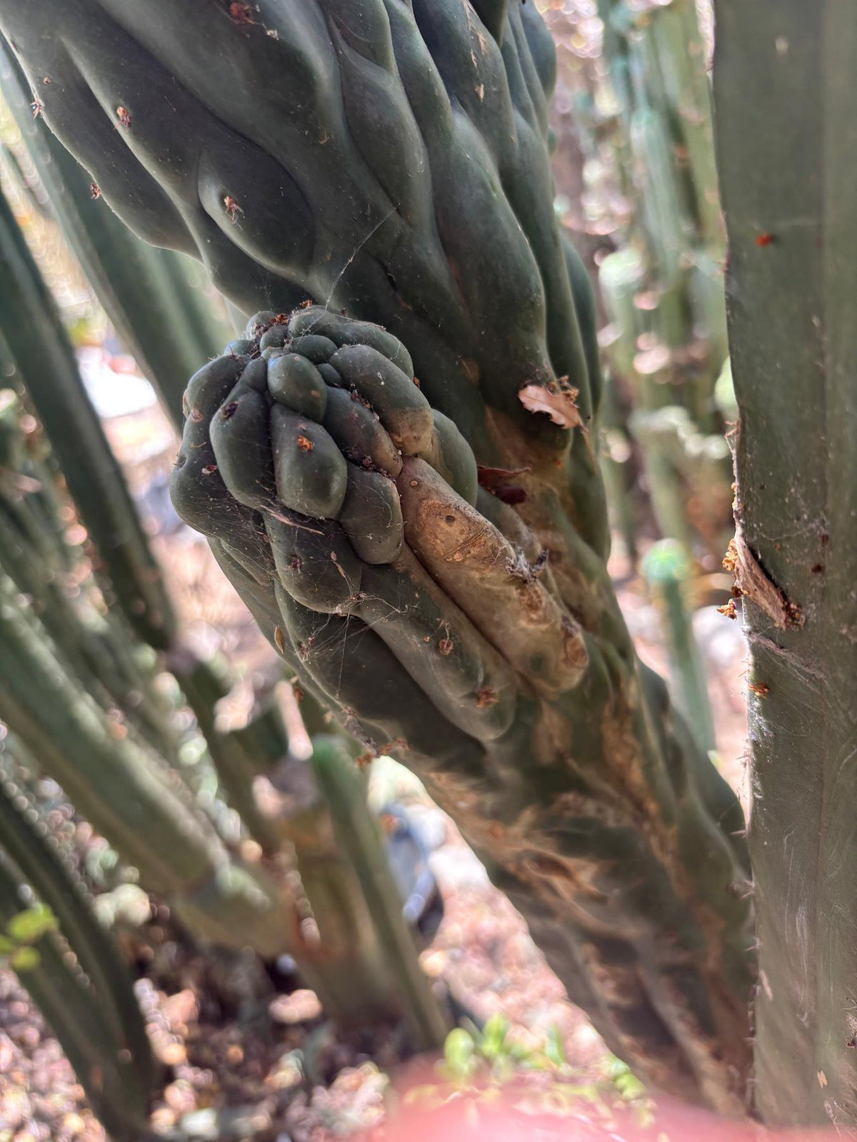 #EC217 Exact GIANT Trichocereus Pachanoi Crested San Pedro Cactus 34” Cutting-Cactus - Big-The Succulent Source