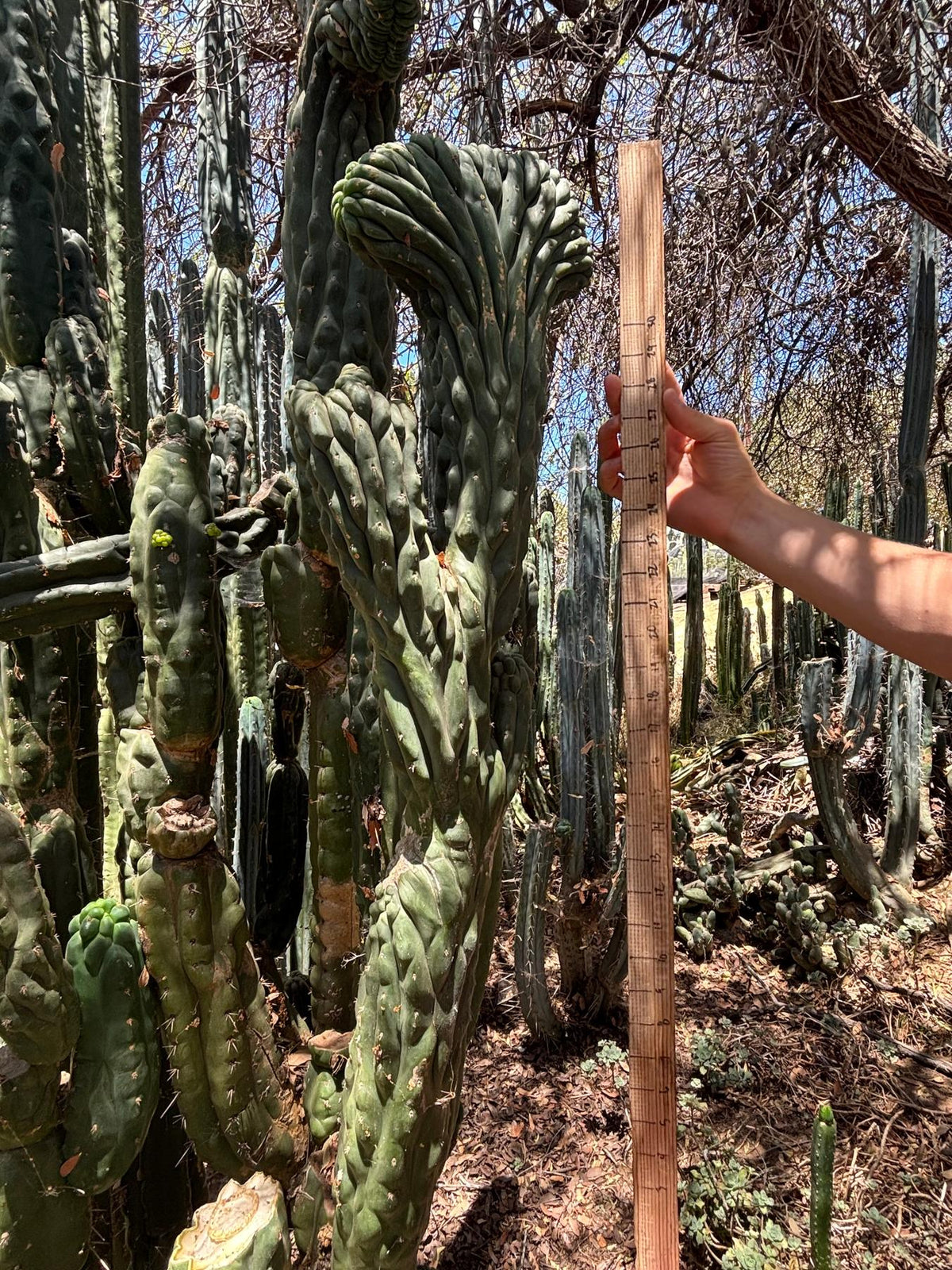 #EC217 Exact GIANT Trichocereus Pachanoi Crested San Pedro Cactus 34” Cutting-Cactus - Big-The Succulent Source