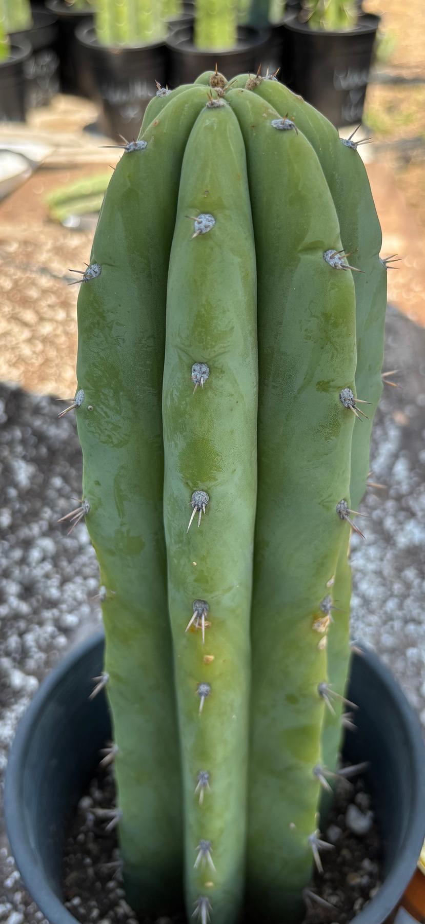 #EC218 EXACT Trichocereus Lost Label Ornamental Cactus 13"-Cactus - Large - Exact-The Succulent Source