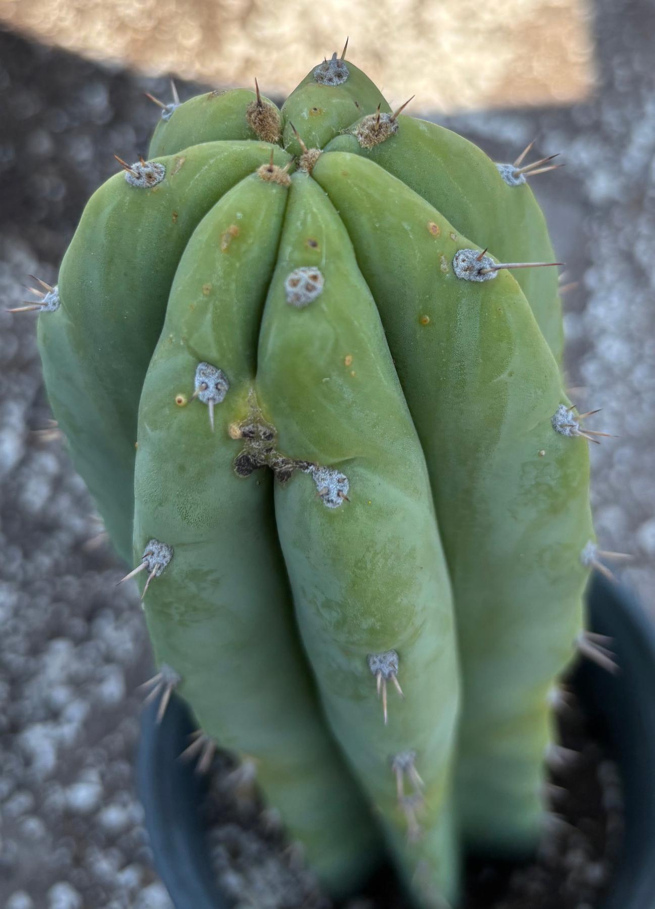 #EC218 EXACT Trichocereus Lost Label Ornamental Cactus 13"-Cactus - Large - Exact-The Succulent Source