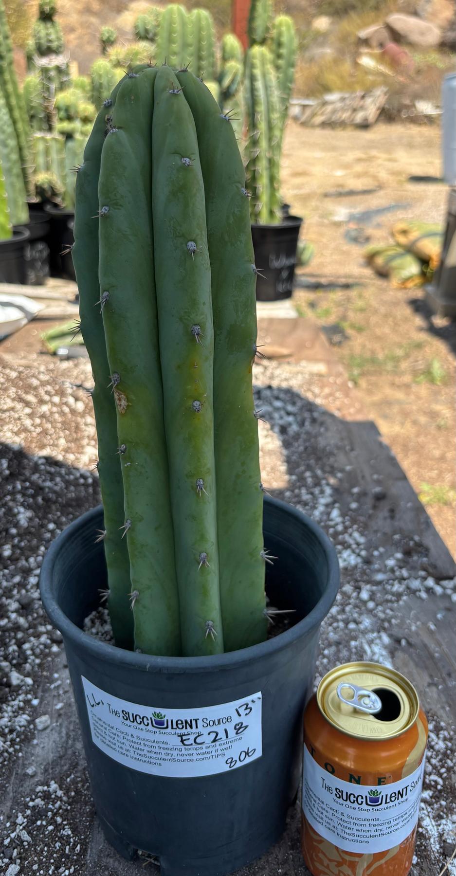 #EC218 EXACT Trichocereus Lost Label Ornamental Cactus 13"-Cactus - Large - Exact-The Succulent Source