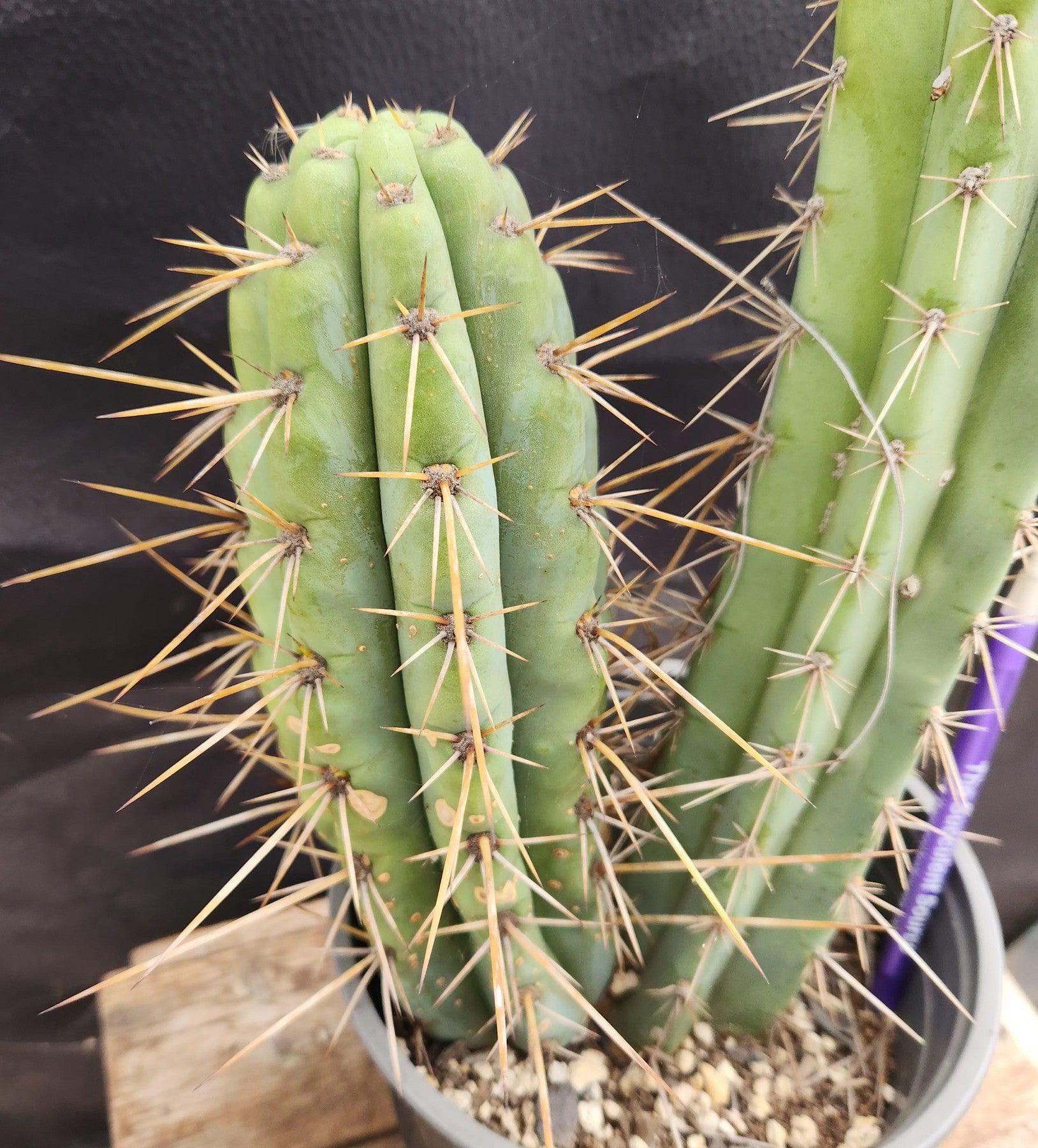 #EC218 EXACT Trichocereus Lost Label Ornamental Cactus 20 "-Cactus - Large - Exact-The Succulent Source