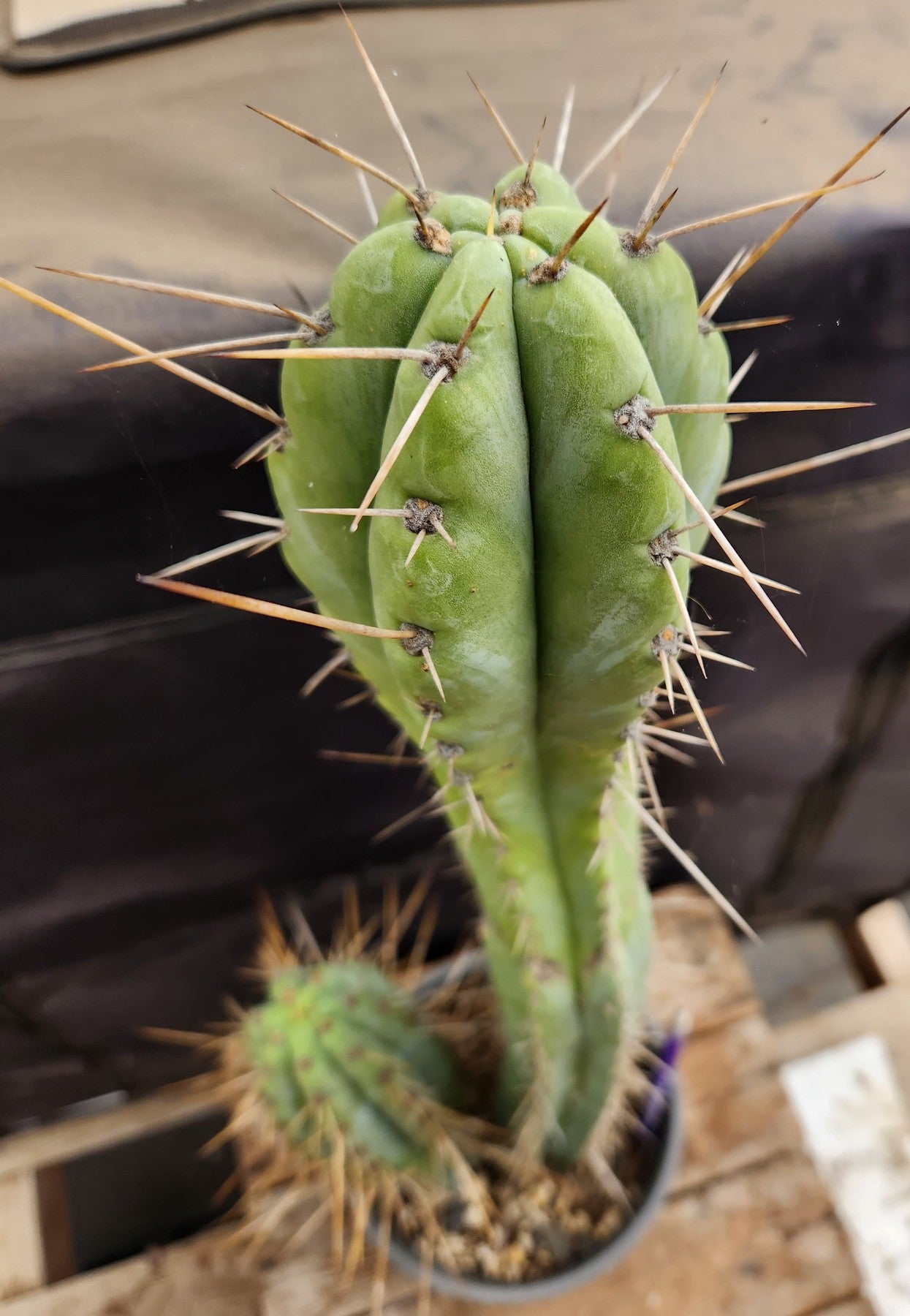 #EC218 EXACT Trichocereus Lost Label Ornamental Cactus 20 "-Cactus - Large - Exact-The Succulent Source