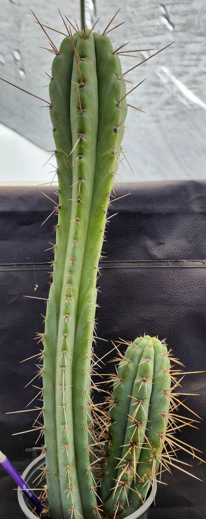 #EC218 EXACT Trichocereus Lost Label Ornamental Cactus 20 "-Cactus - Large - Exact-The Succulent Source