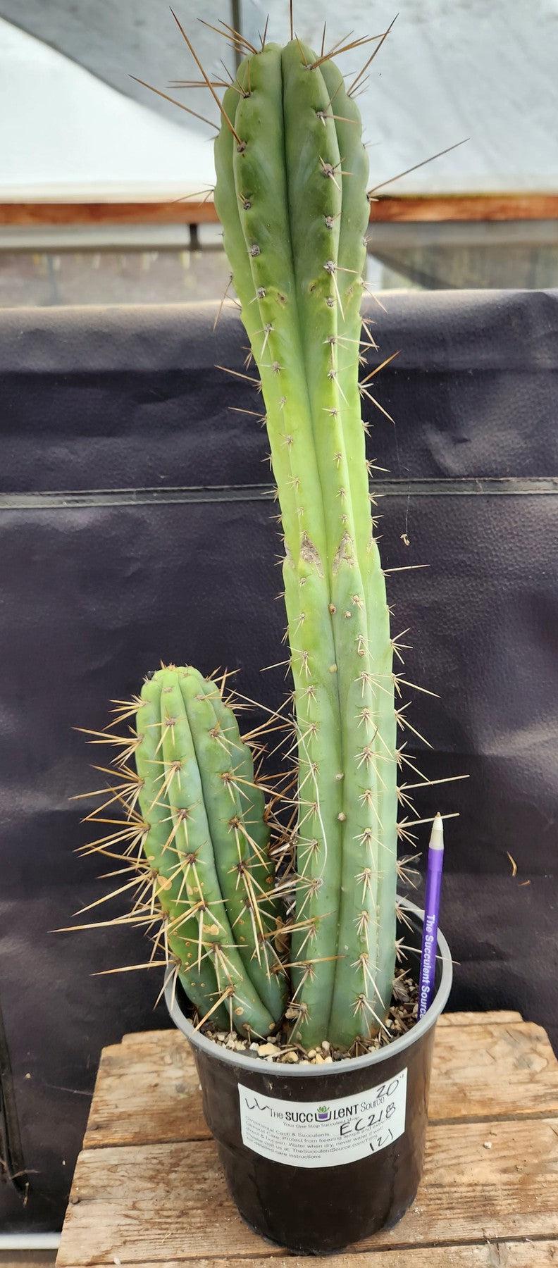 #EC218 EXACT Trichocereus Lost Label Ornamental Cactus 20 "-Cactus - Large - Exact-The Succulent Source