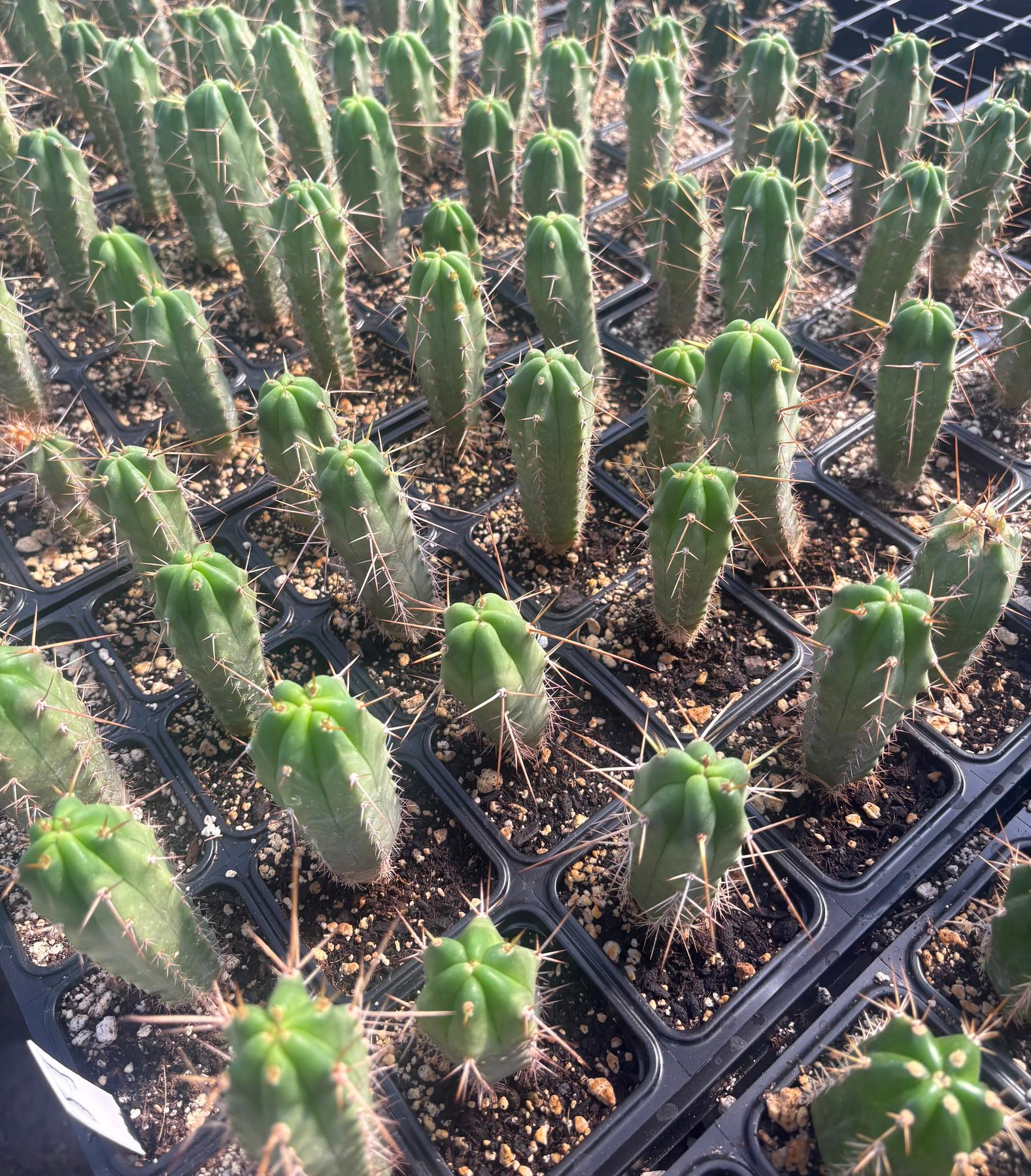 #EC219 EXACT Trichocereus Bridgesii OP Seedling from Bolivia Cactus 3-4” Potted-Cactus - Large - Exact-The Succulent Source