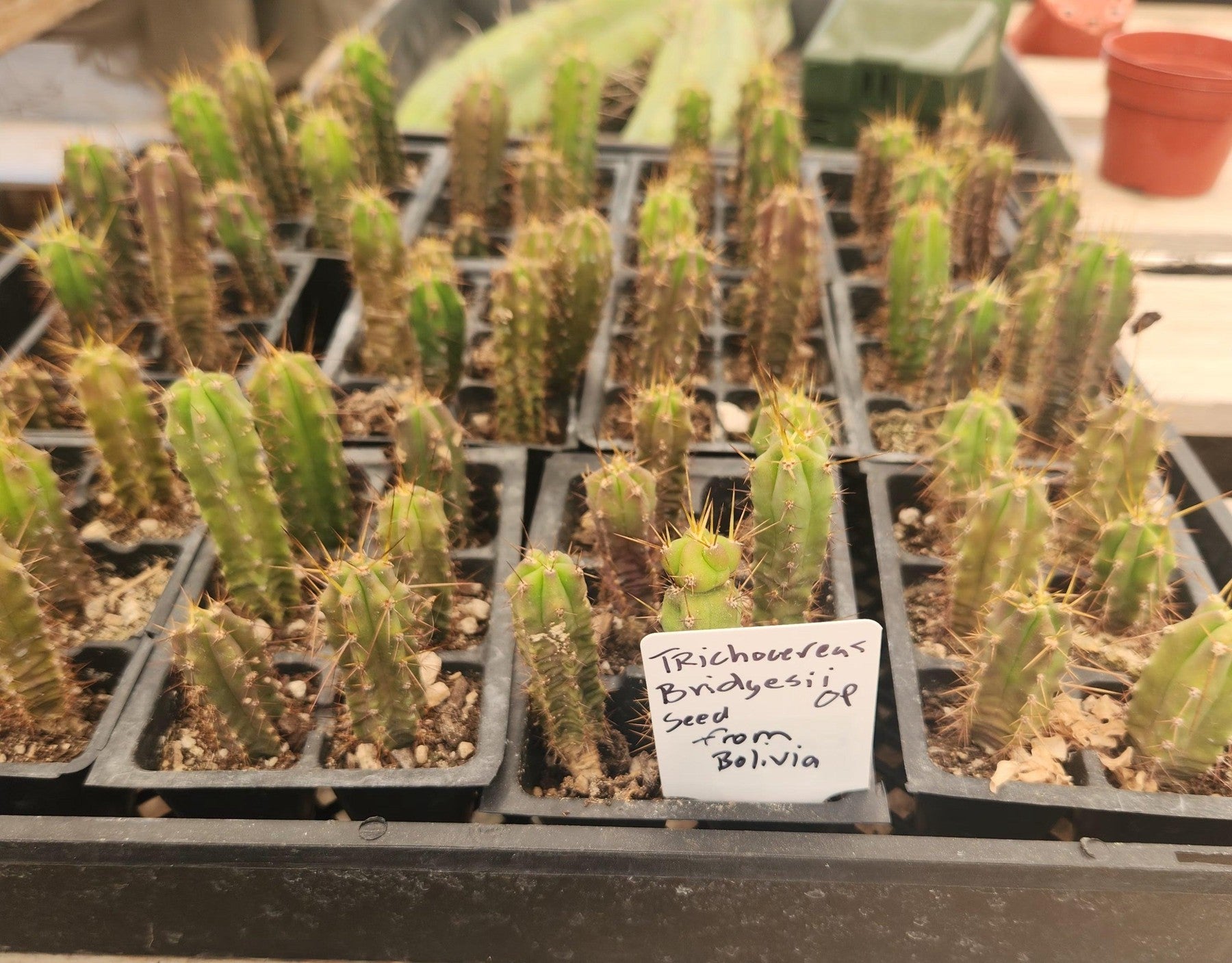 #EC219 EXACT Trichocereus Bridgesii OP Seedling from Bolivia Cactus 2-3" plug-Cactus - Large - Exact-The Succulent Source