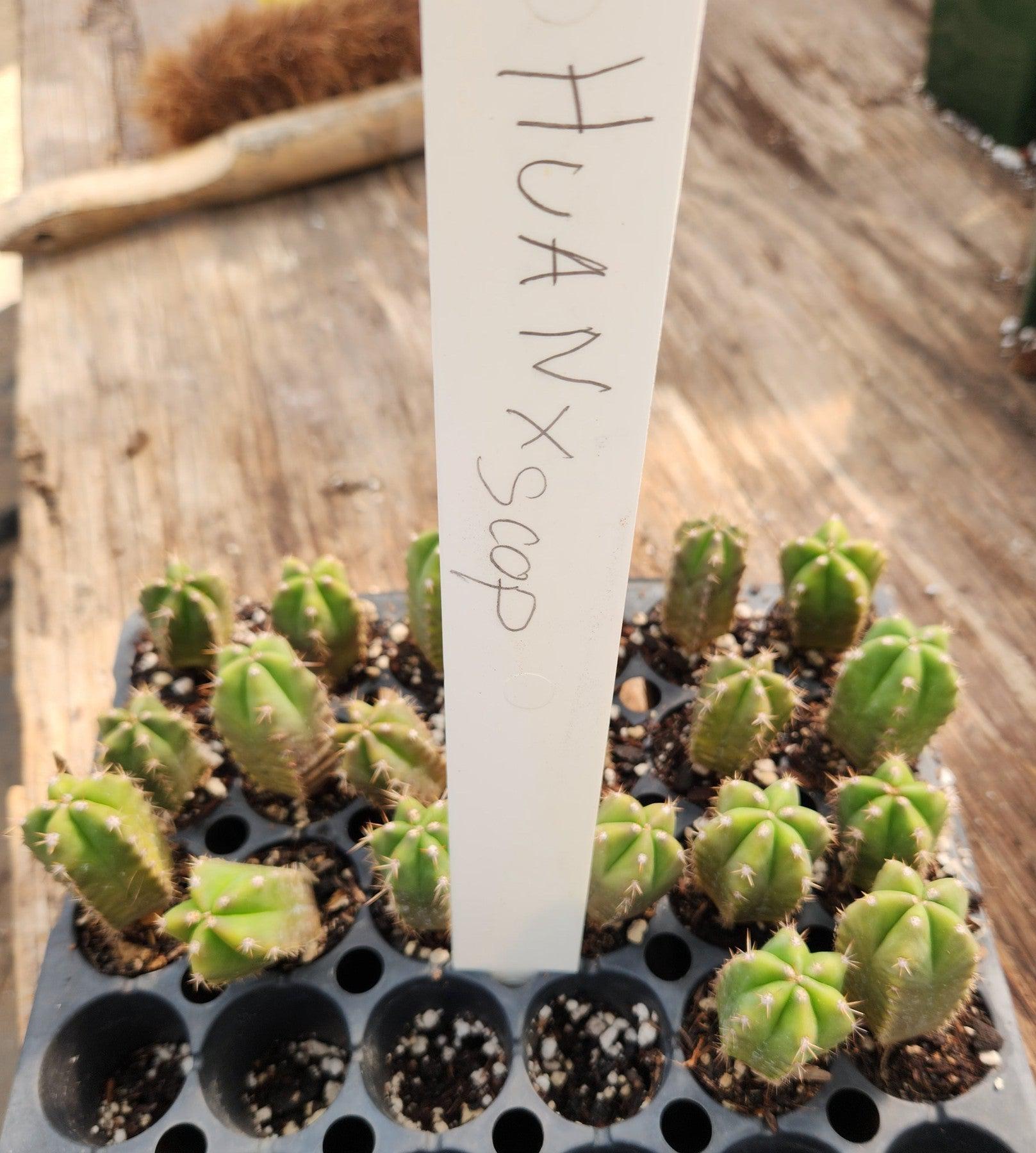 #EC219 EXACT Trichocereus Hybrid Huanucoensis X Scopulicola Cactus 2-3" plug-Cactus - Large - Exact-The Succulent Source
