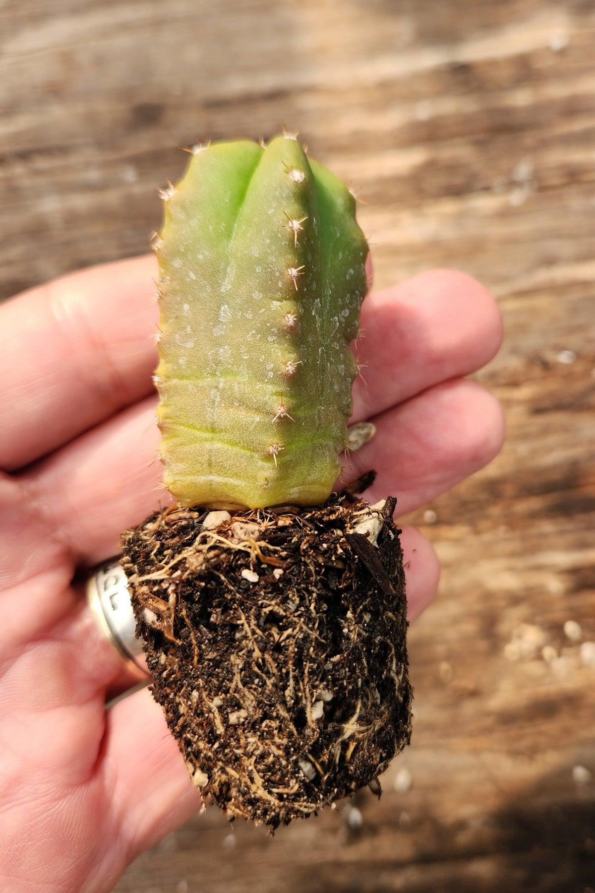 #EC219 EXACT Trichocereus Hybrid Huanucoensis X Scopulicola Cactus 2-3" plug-Cactus - Large - Exact-The Succulent Source