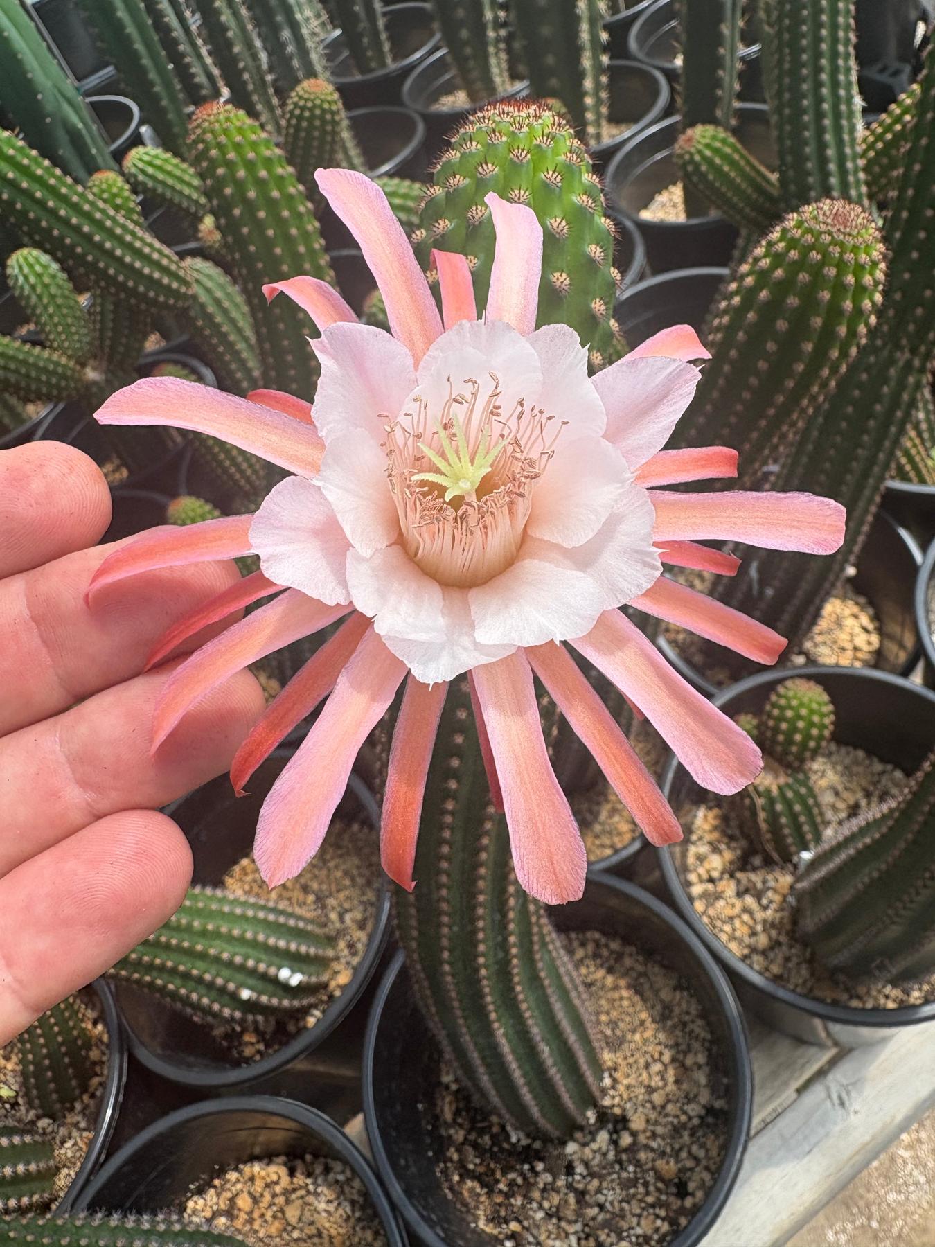 #EC22 EXACT Trichocereus Hybrid Cactus Cutting 10-12"-Cactus - Large - Exact-The Succulent Source