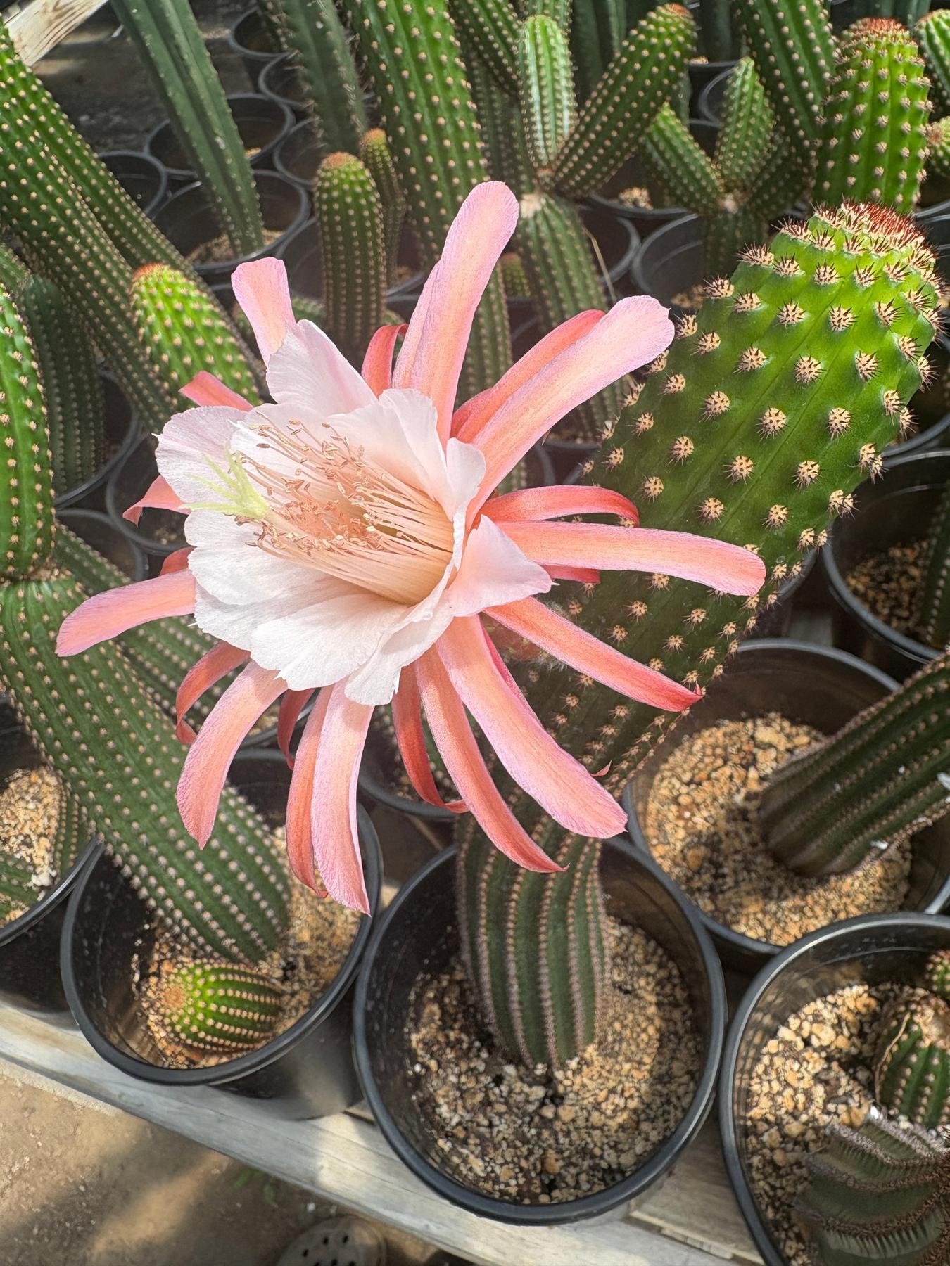 #EC22 EXACT Trichocereus Hybrid Cactus Cutting 10-12"-Cactus - Large - Exact-The Succulent Source
