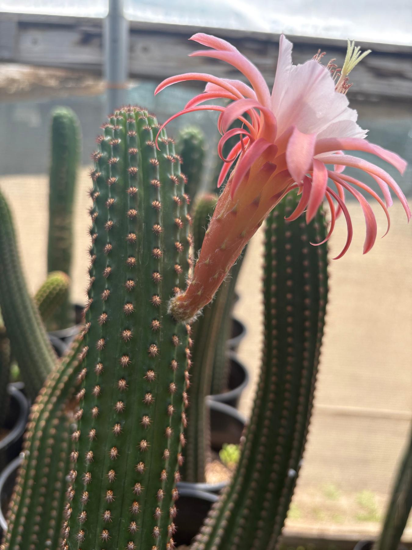 #EC22 EXACT Trichocereus Hybrid Cactus Cutting 10-12"-Cactus - Large - Exact-The Succulent Source