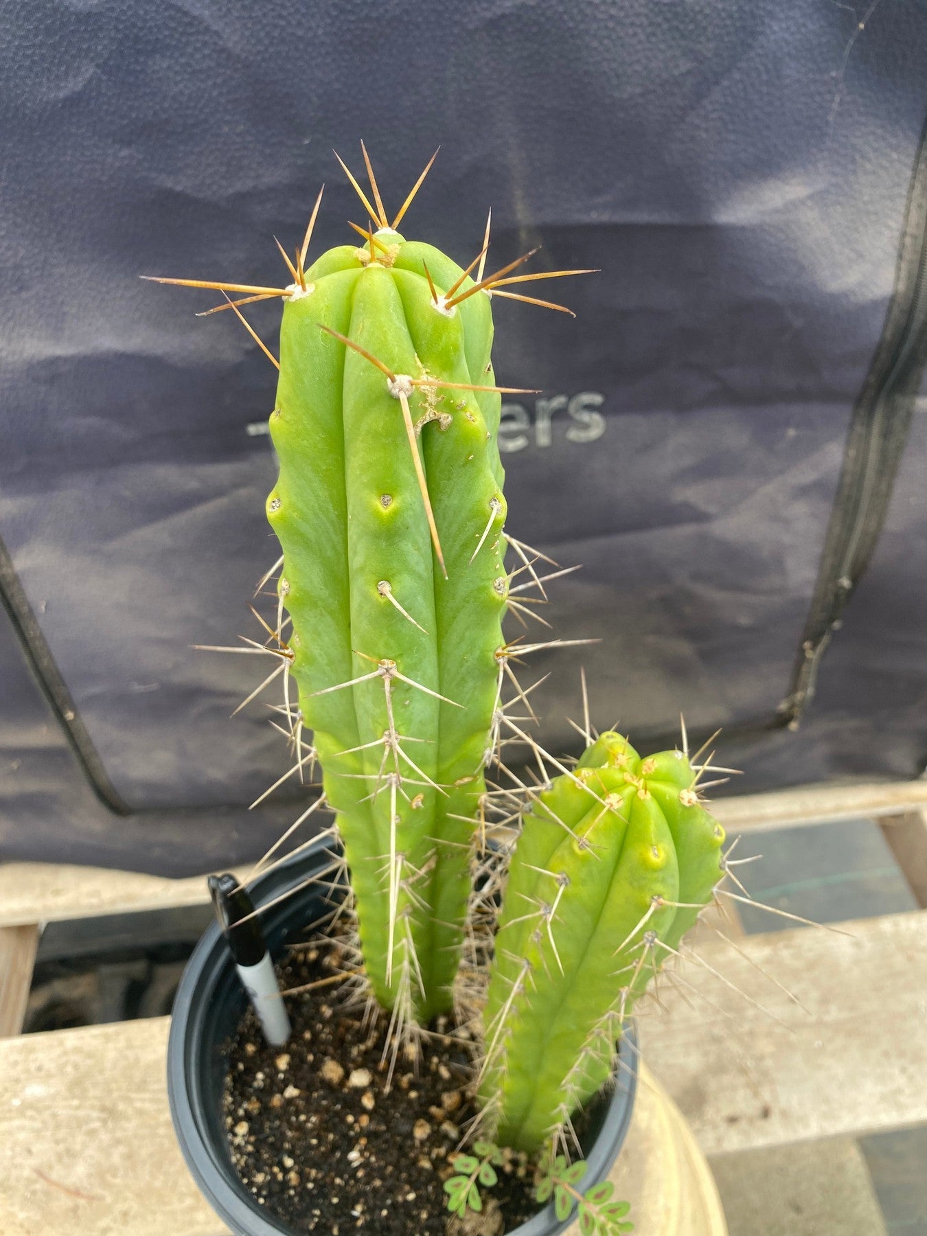 #EC220 EXACT Trichocereus Hybrid Bridgesii Psycho X Peru HyperSpace Pixie Cactus 13.5”-Cactus - Large - Exact-The Succulent Source