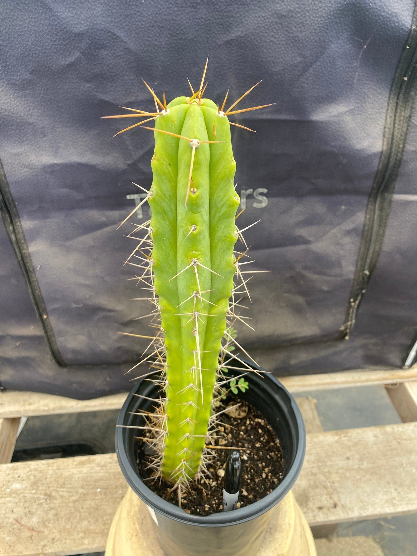 #EC220 EXACT Trichocereus Hybrid Bridgesii Psycho X Peru HyperSpace Pixie Cactus 13.5”-Cactus - Large - Exact-The Succulent Source